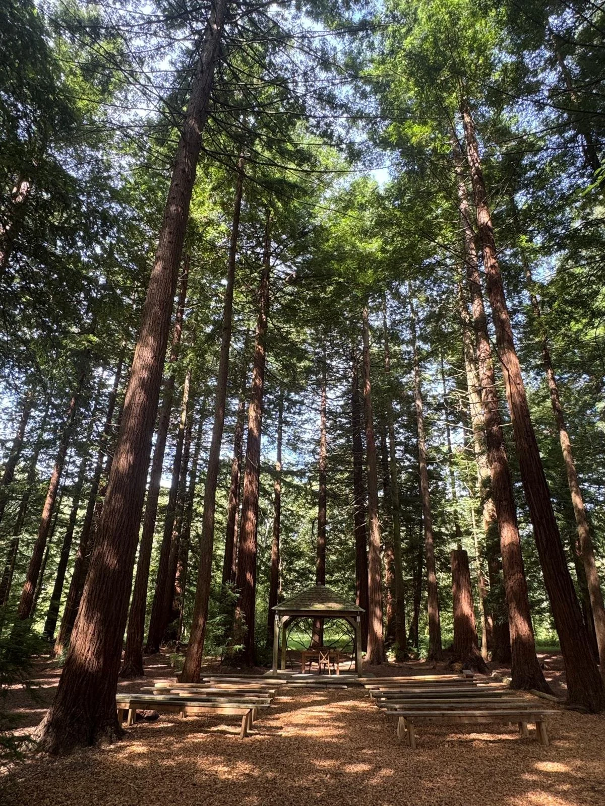 A forest with tall trees and a small pavilion at the center, surrounded by benches, with sunlight filtering through the leaves.