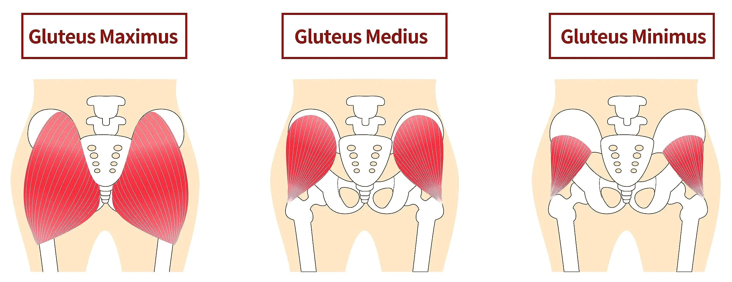 The Ultimate Guide to Glute Anatomy &amp; Strength