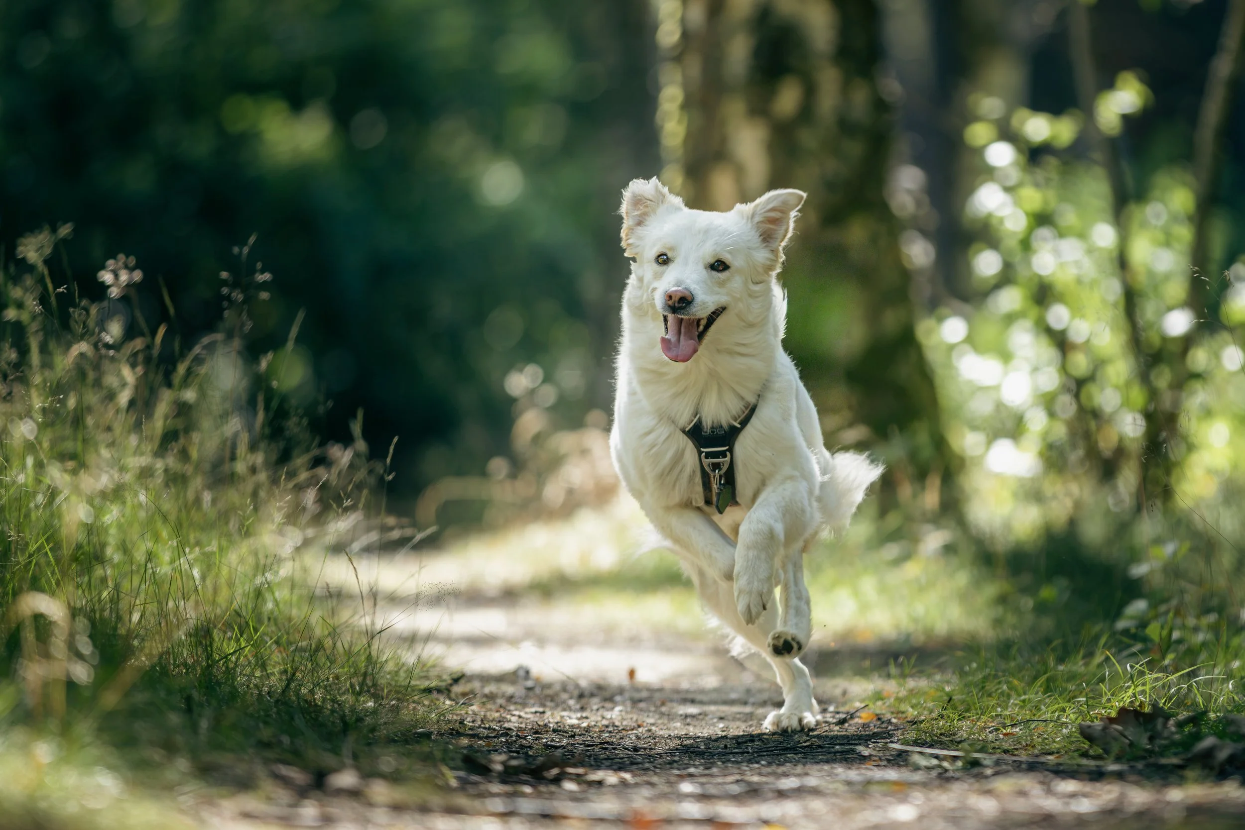 Hund rennt durch den Wald