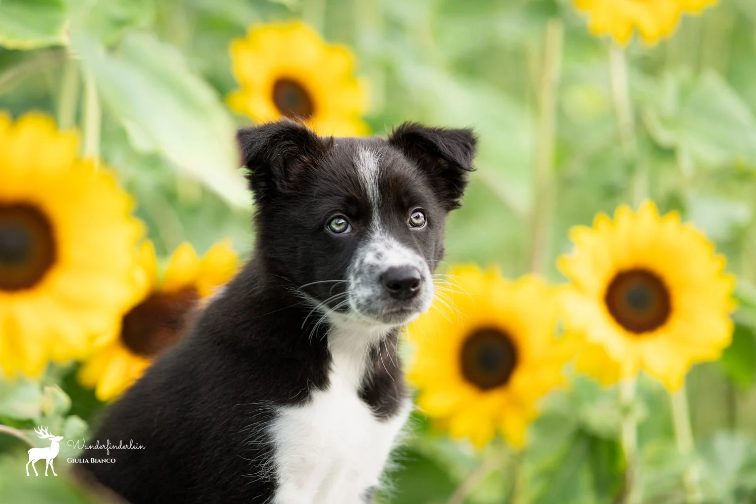 Ein schwarzer und weißer Hundewelpe vor Sonnenblumen in einem Garten.