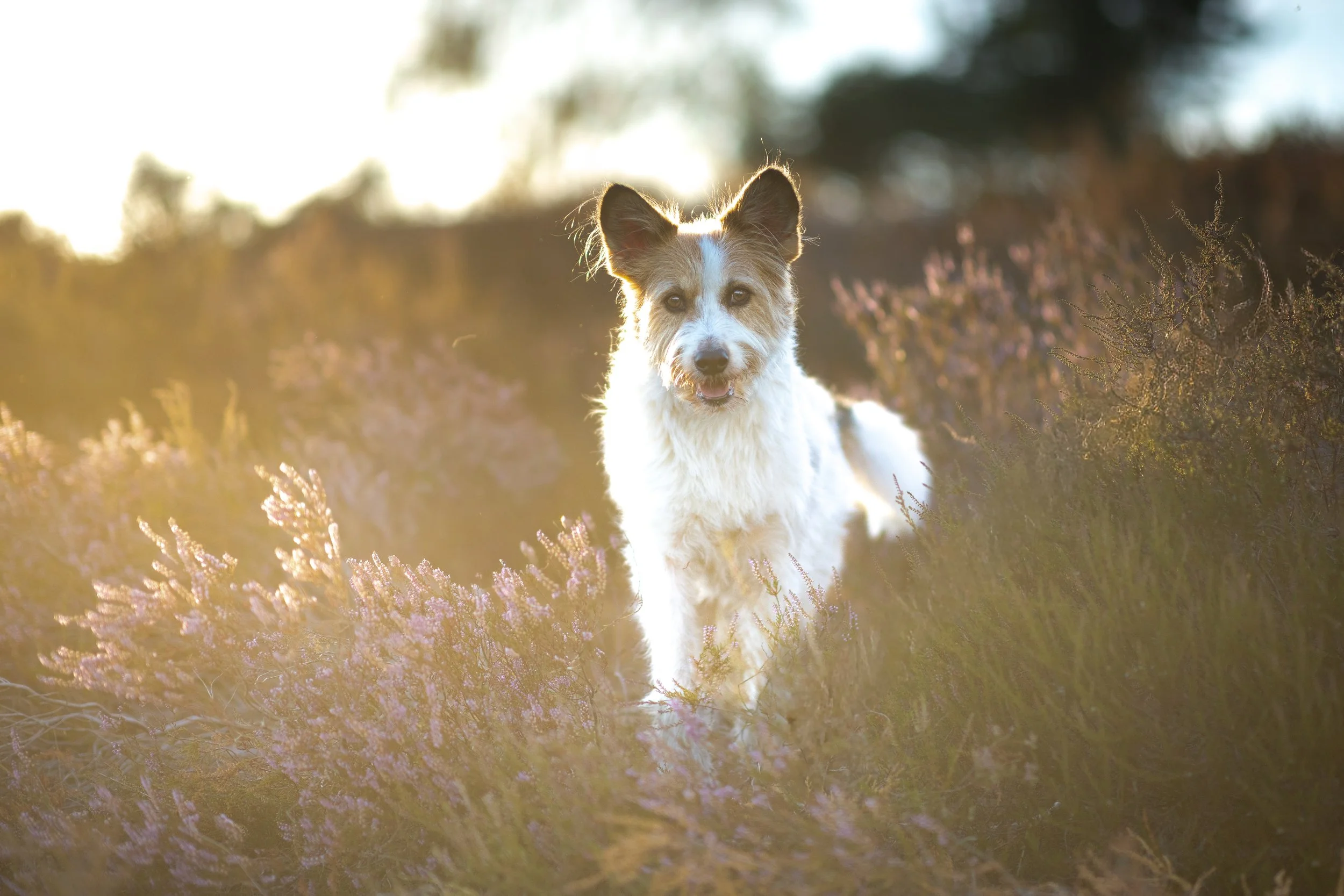 Hund in der Heide