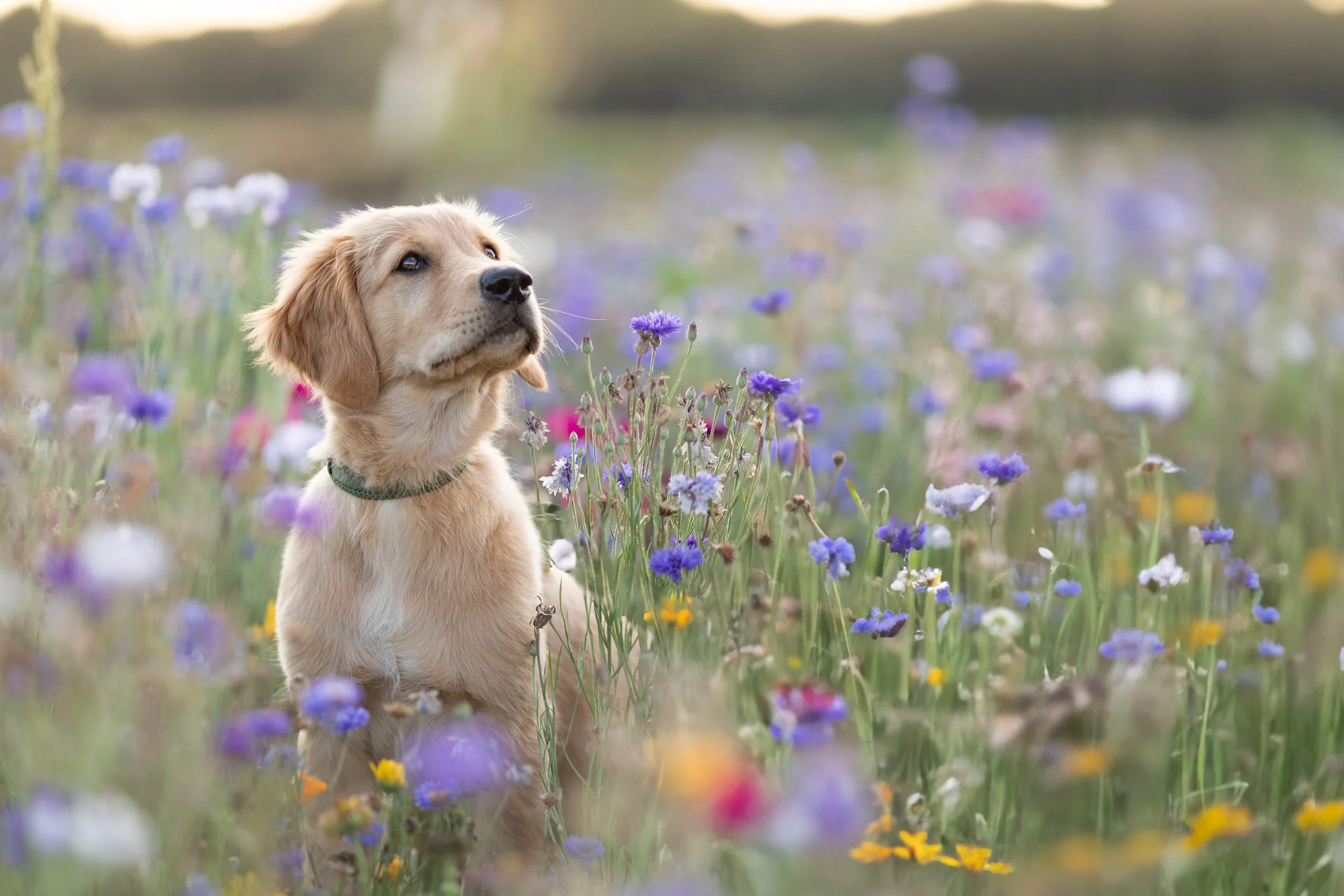 Ein Golden Retriever Welpe sitzt in einem bunten Blumenfeld und blickt nach oben.