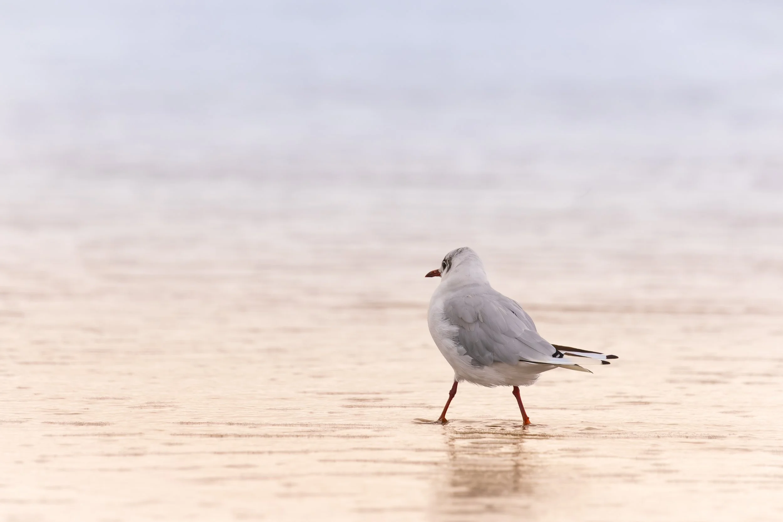 Eine Möwe steht am Strand mit Blick auf das Meer und den Himmel.