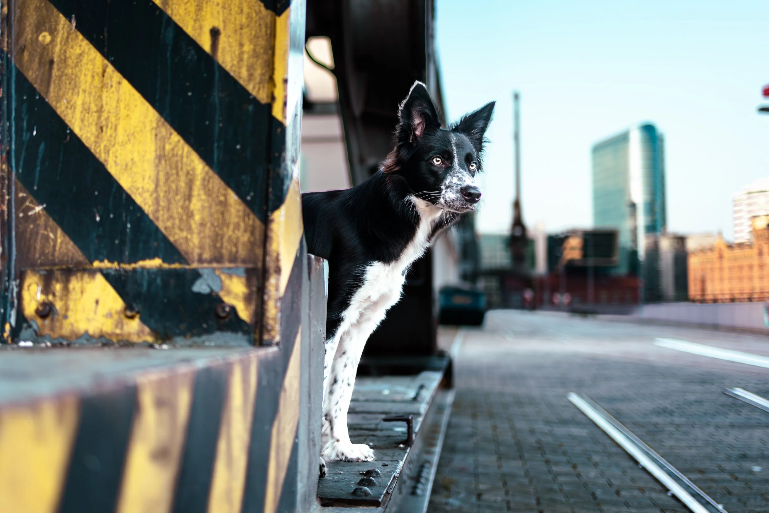 Ein Hund schaut aus einem Industriecontainer auf einem Bahnsteig in der Stadt, im Hintergrund moderne Gebäude und ein blauer Himmel.