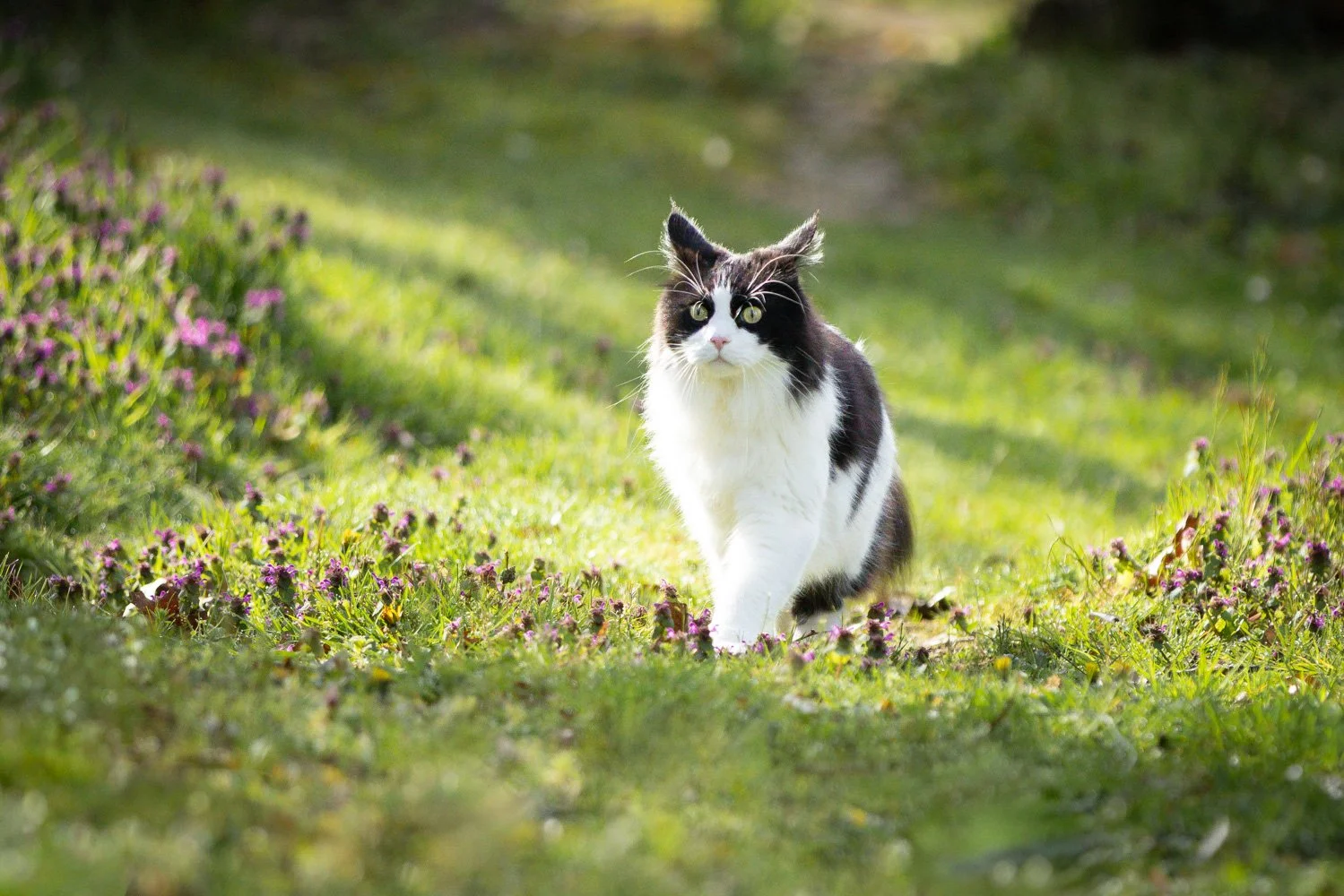 Schwarz-weiße Katze läuft auf einer grünen Wiese mit kleinen lila Blumen entlang, im Sonnenschein.