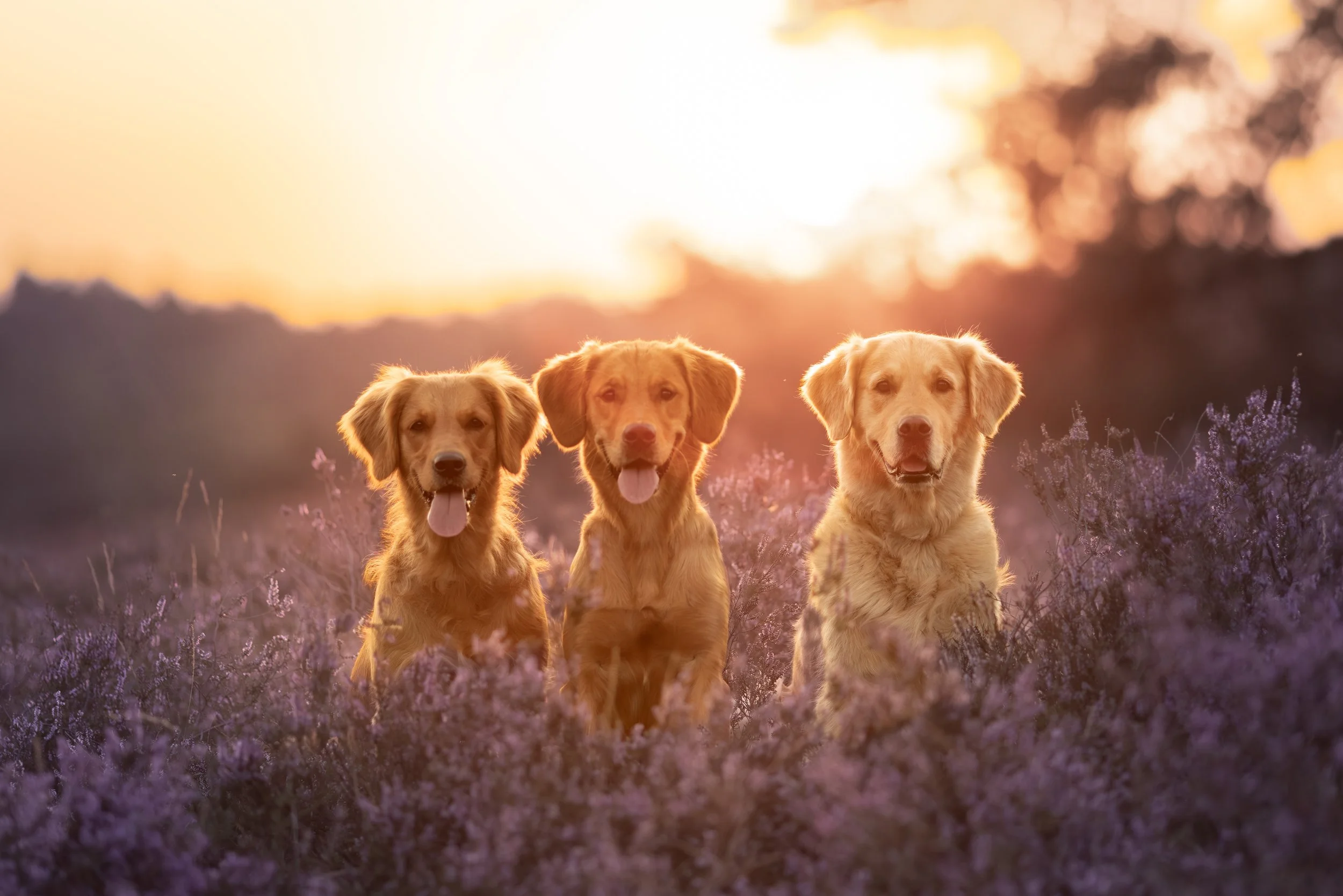 Drei golden Retriever Hunde sitzen in einem Blumenfeld bei Sonnenuntergang.