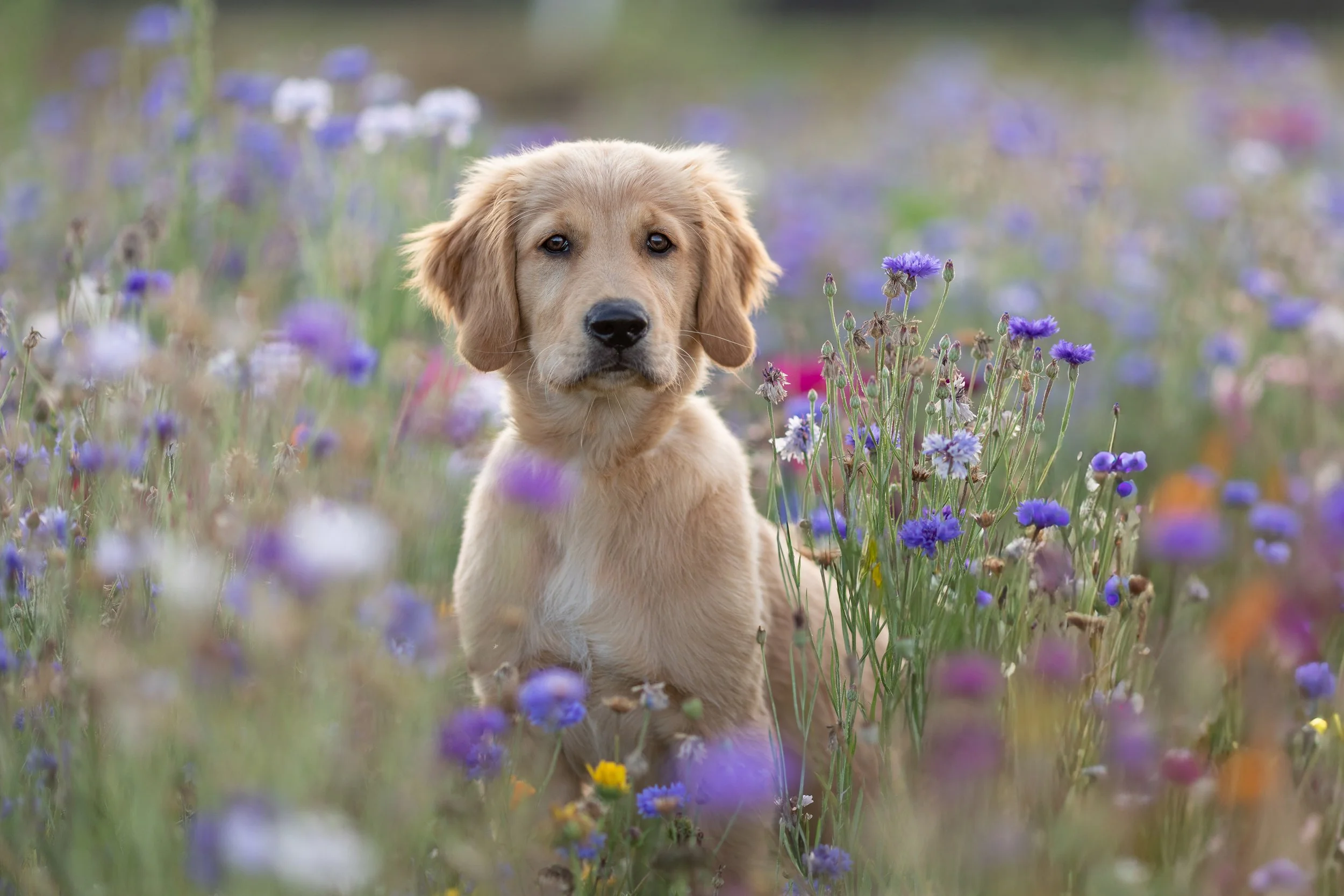 Ein Welpe, der in einer Blumenwiese mit violetten, blauen, gelben und pinkfarbenen Blumen sitzt, Blick in die Kamera gerichtet.