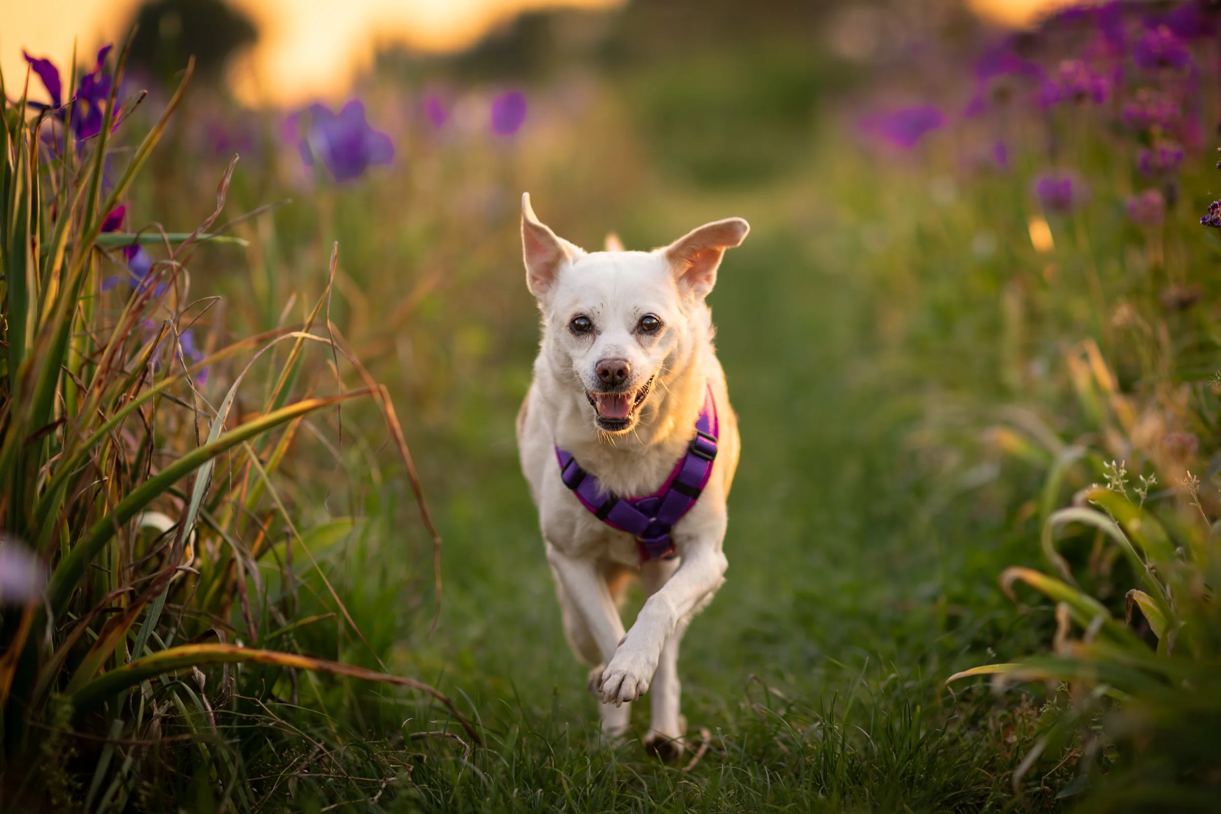 Ein weißer Hund läuft durch ein Feld mit hohen Blumen, bei Sonnenuntergang. Der Hund trägt ein lila Geschirr.