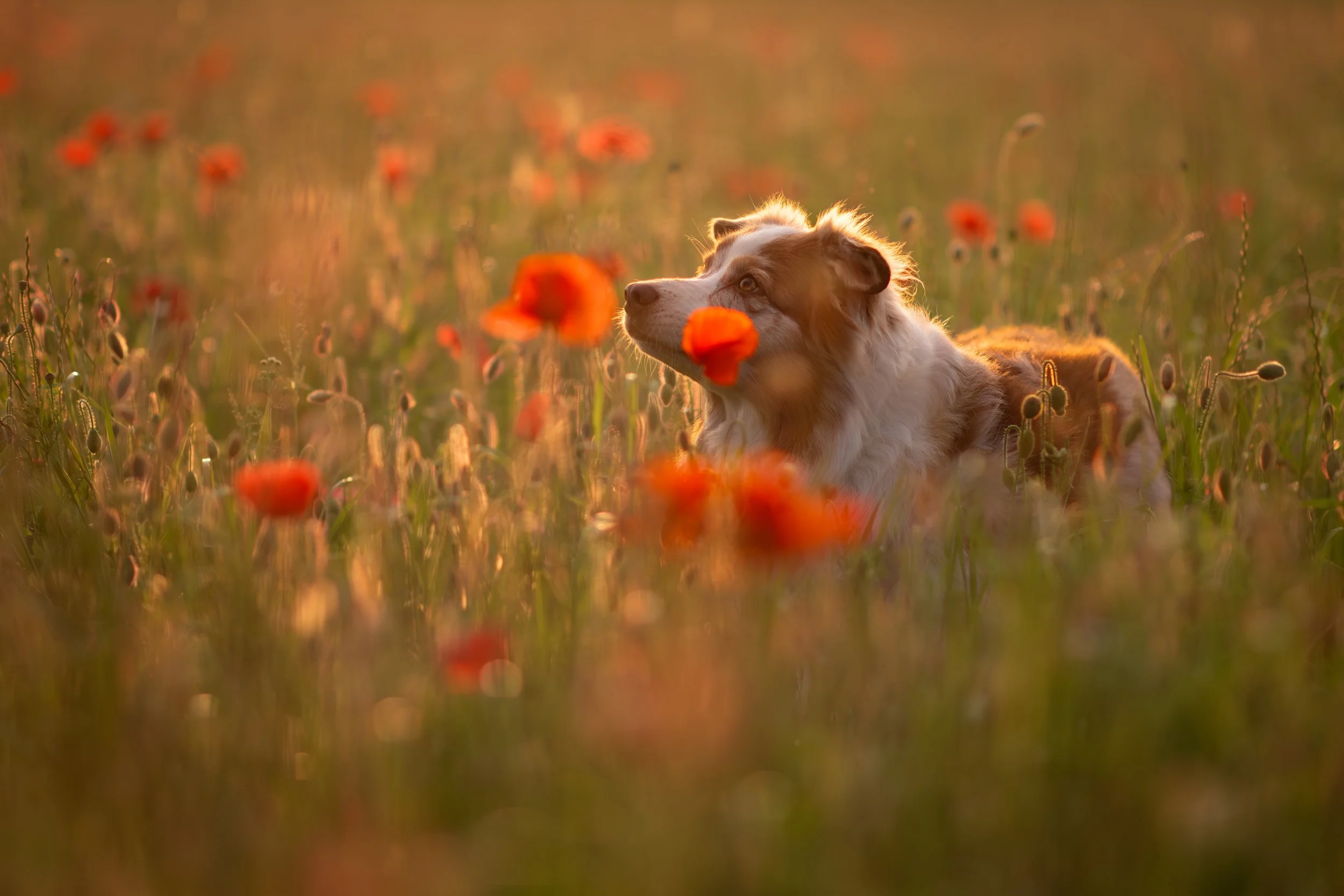Ein Hund liegt in einem Feld mit roten Mohnblumen bei Sonnenuntergang, Blickrichtung nach rechts.