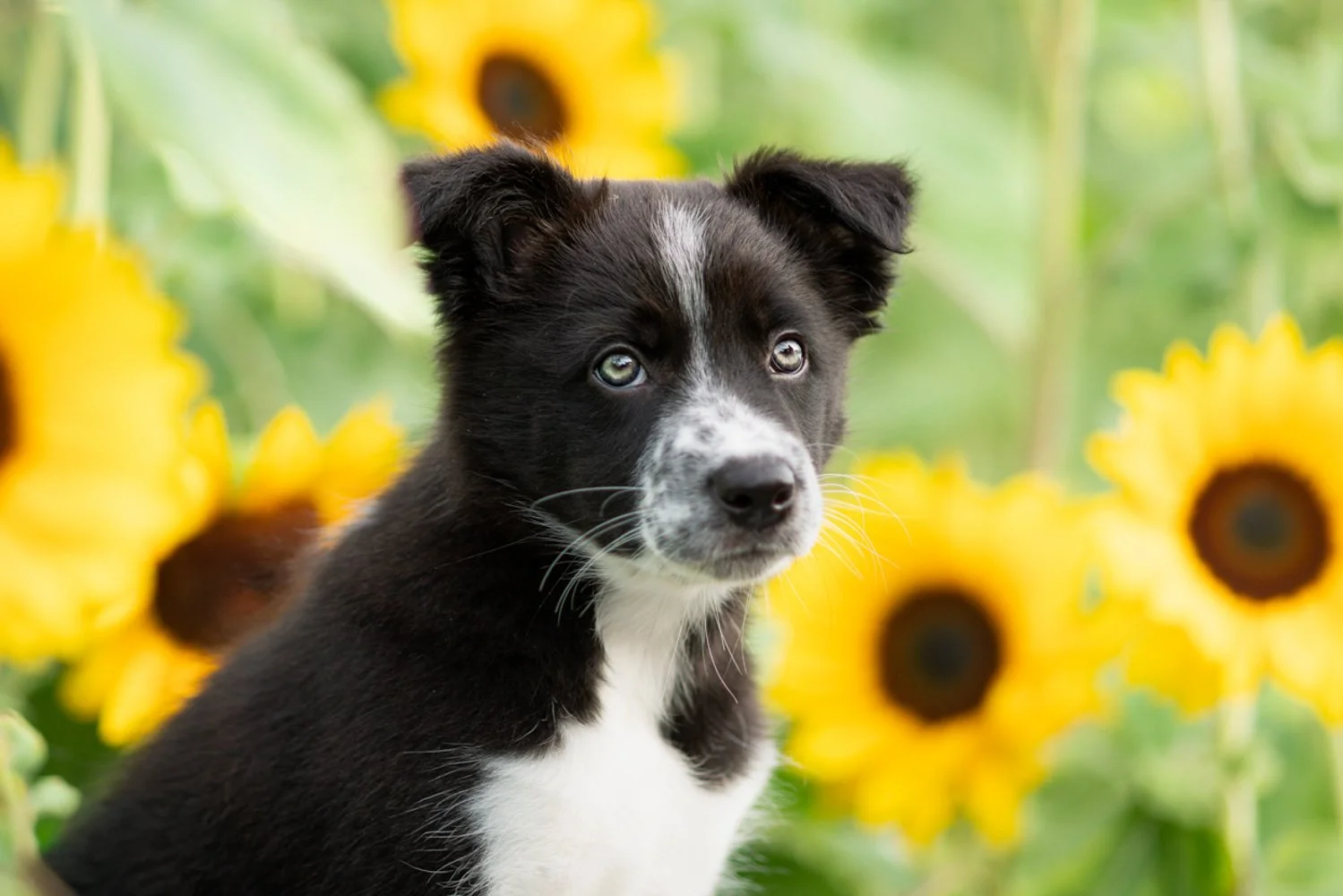 Ein Hundewelpe vor einer Sonnenblumenwiese, schwarzes Fell mit weißen Flecken, blickt nach vorne.