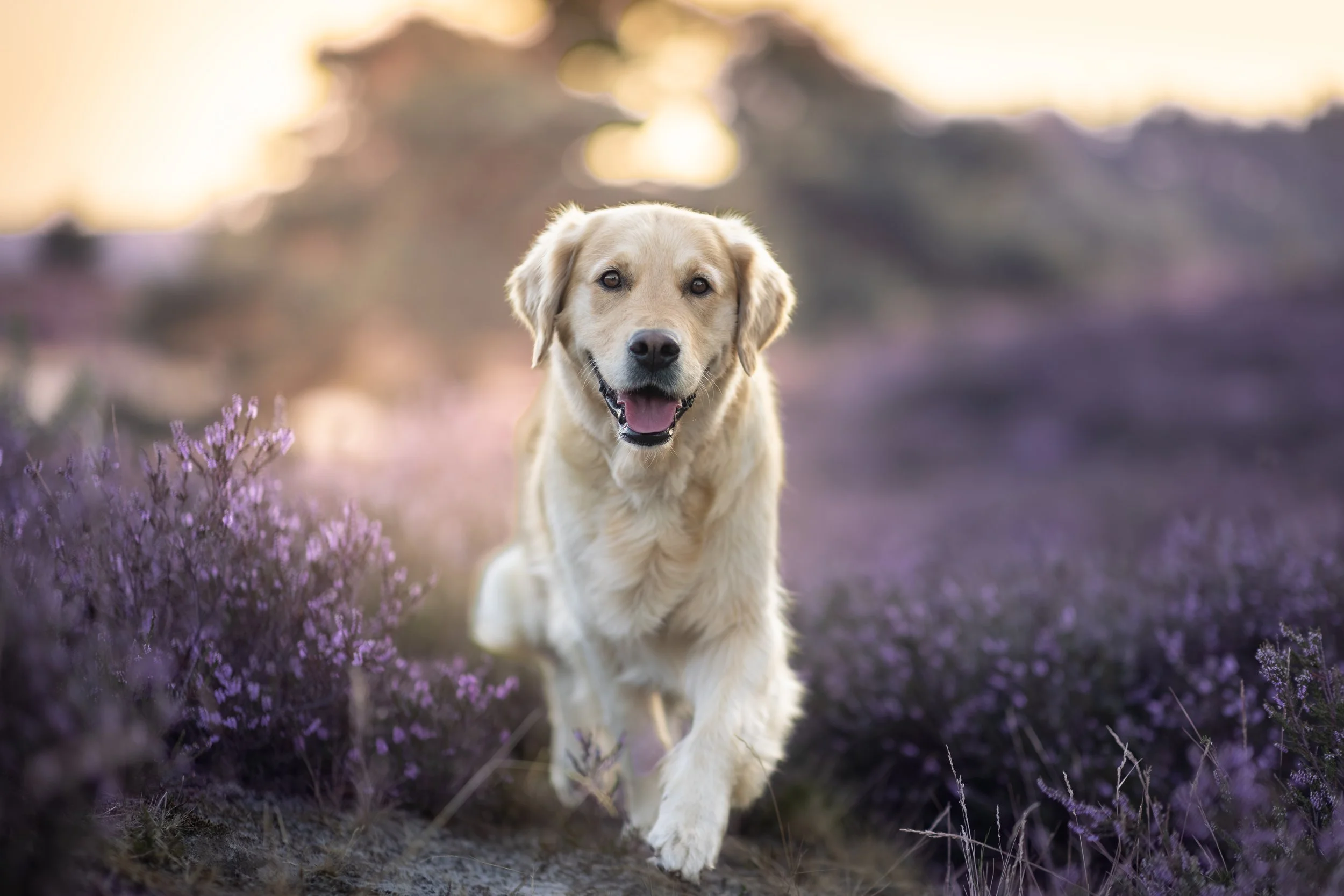 Hübscher Hund, ein goldener Labrador Retriever, läuft durch eine blühende lavendelfeldartige Landschaft bei Sonnenuntergang, mit weichem Licht im Hintergrund.
