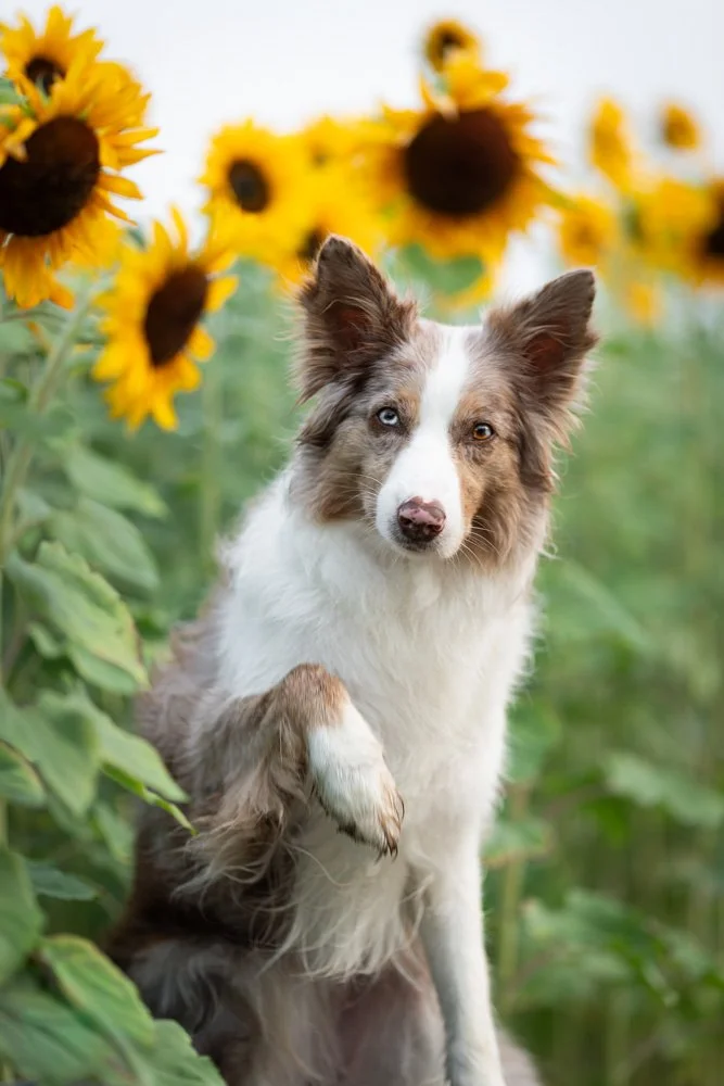 Ein Hund mit einzigartigen Kleidungsstücken steht vor Sonnenblumen in einem Feld.