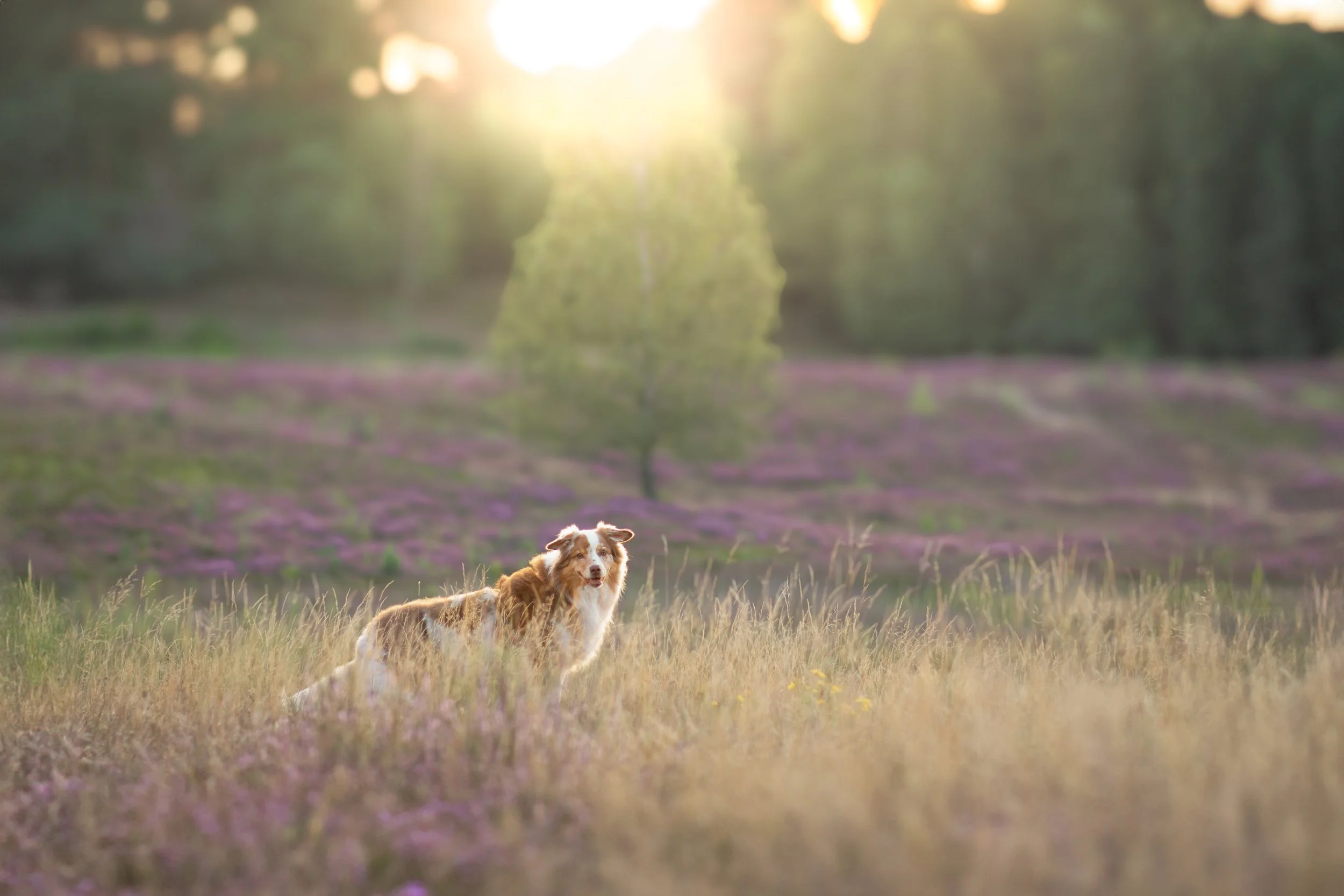 Hund steht während eines Fotoshootings in der Heide