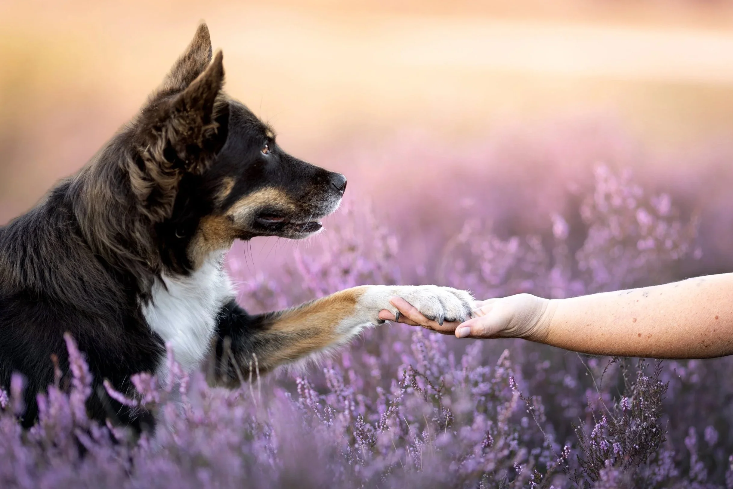 Hund gibt einem Menschen in der blühenden Brunssummer Heide im warmen Abendlicht die Pfote