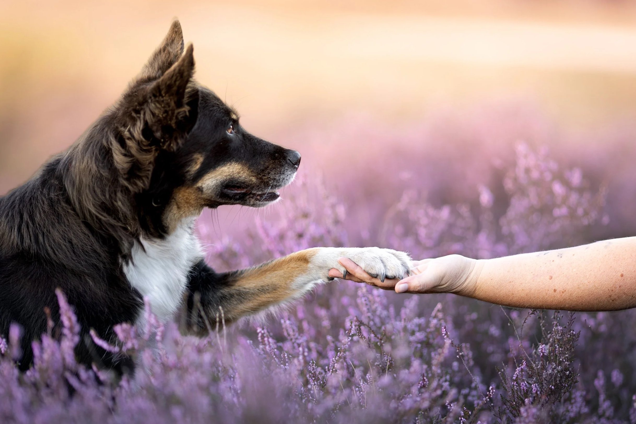 Fotoshooting in der Brunssummerheide