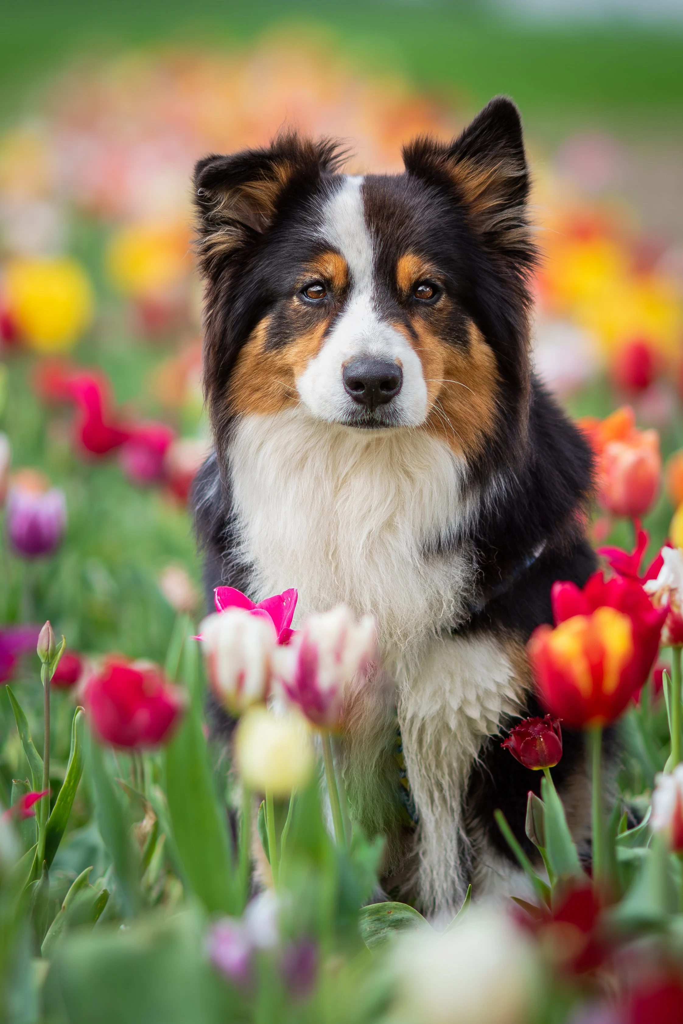 Ein Hund, wahrscheinlich ein Australian Shepherd, sitzt in einem Blumenfeld mit Tulpen in verschiedenen Farben. Der Hund hat ein tricolor Fell aus Schwarz, Weiß und Braun und blickt in die Kamera.