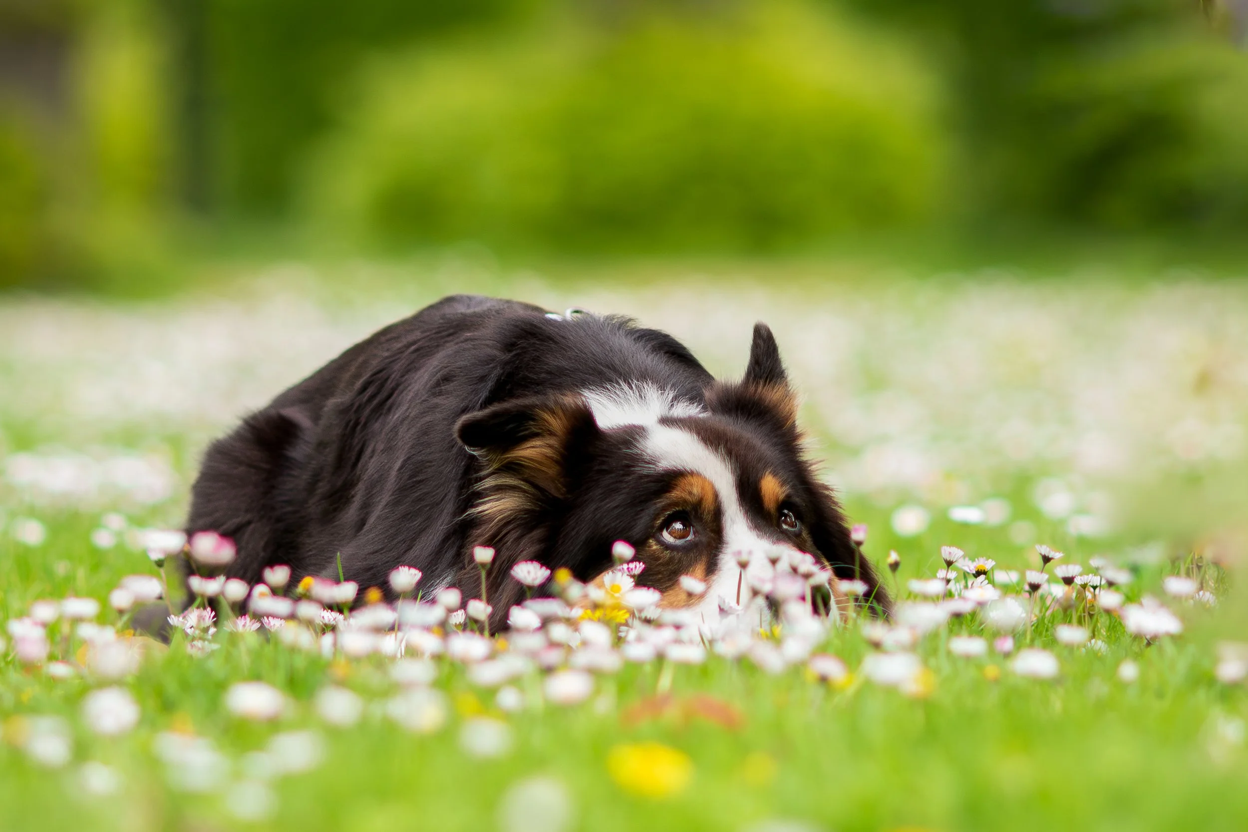 Ein treuer Hund liegt im Blumenfeld und schaut aufmerksam nach vorne in einer grün-blühenden Landschaft.