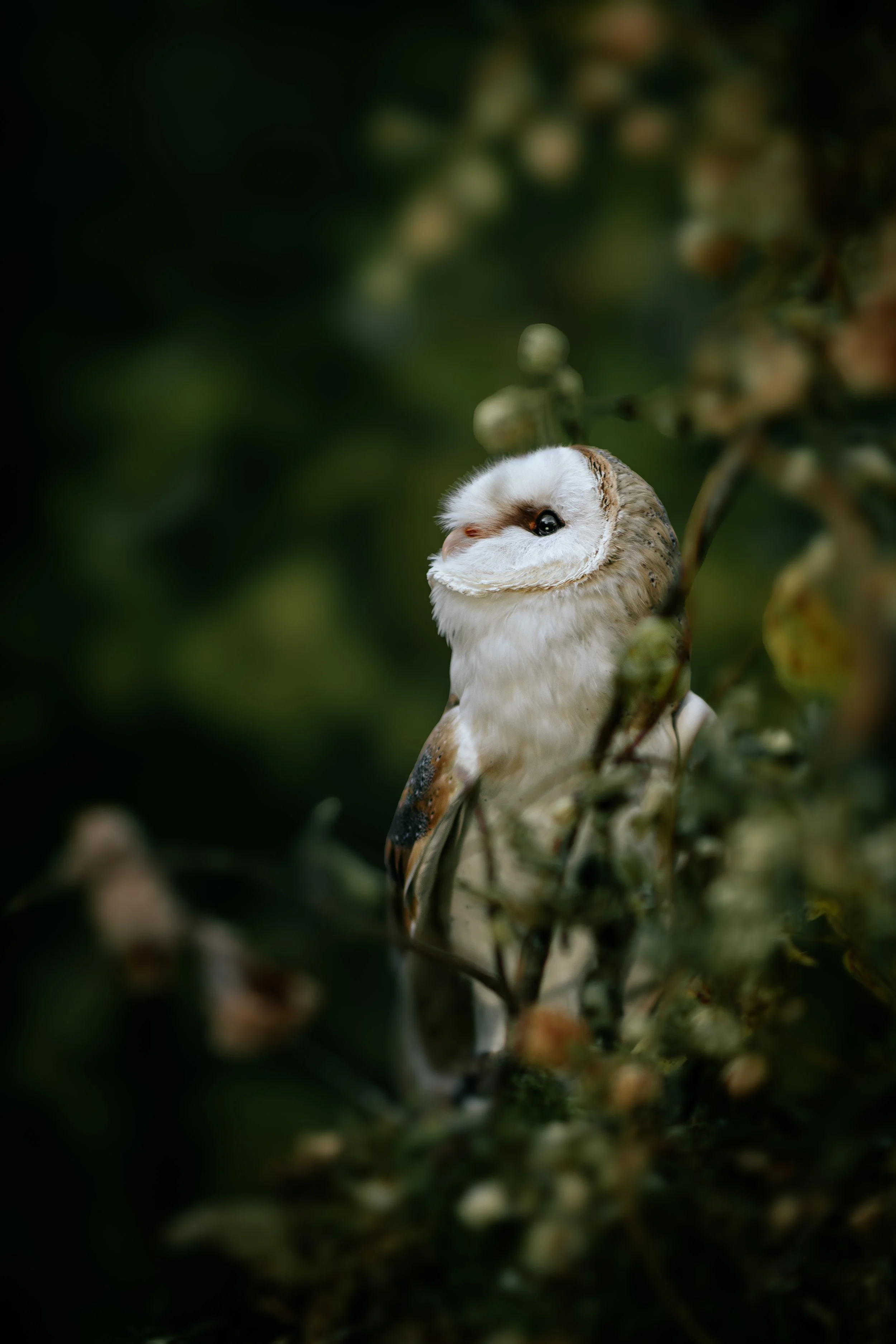 Eine Busch-Eule (Tyto alba) sitzt im dichten, grünen Laub, Blick zur Seite, Umgebungsunschärfe im Hintergrund.