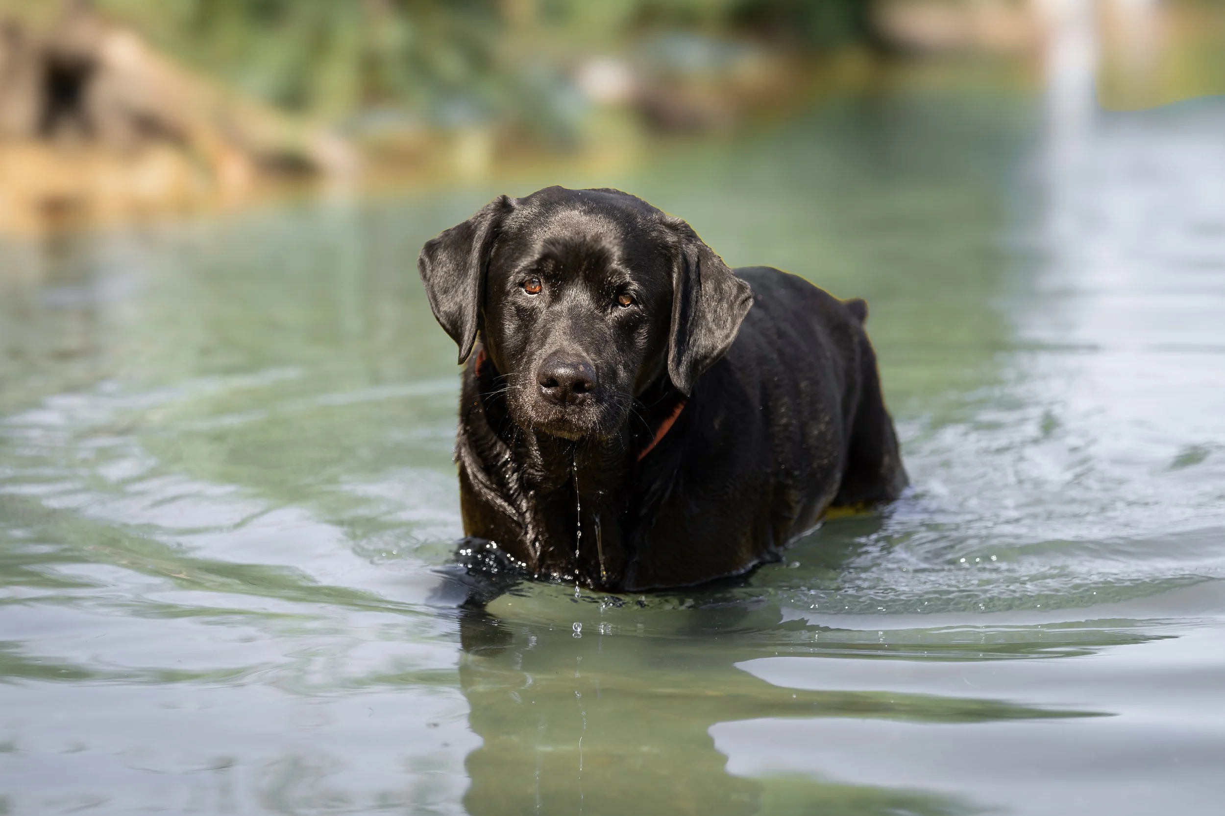 Schwarzer Labrador steht im See