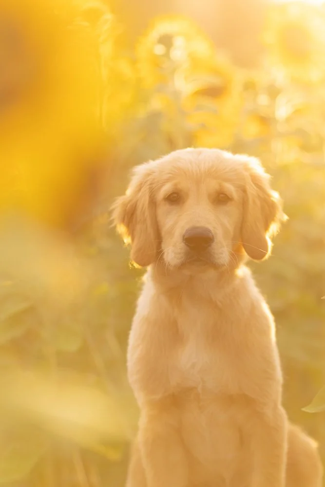 Ein junger Hund mit goldenem Fell sitzt in einem Sonnenblumenfeld bei Sonnenuntergang.