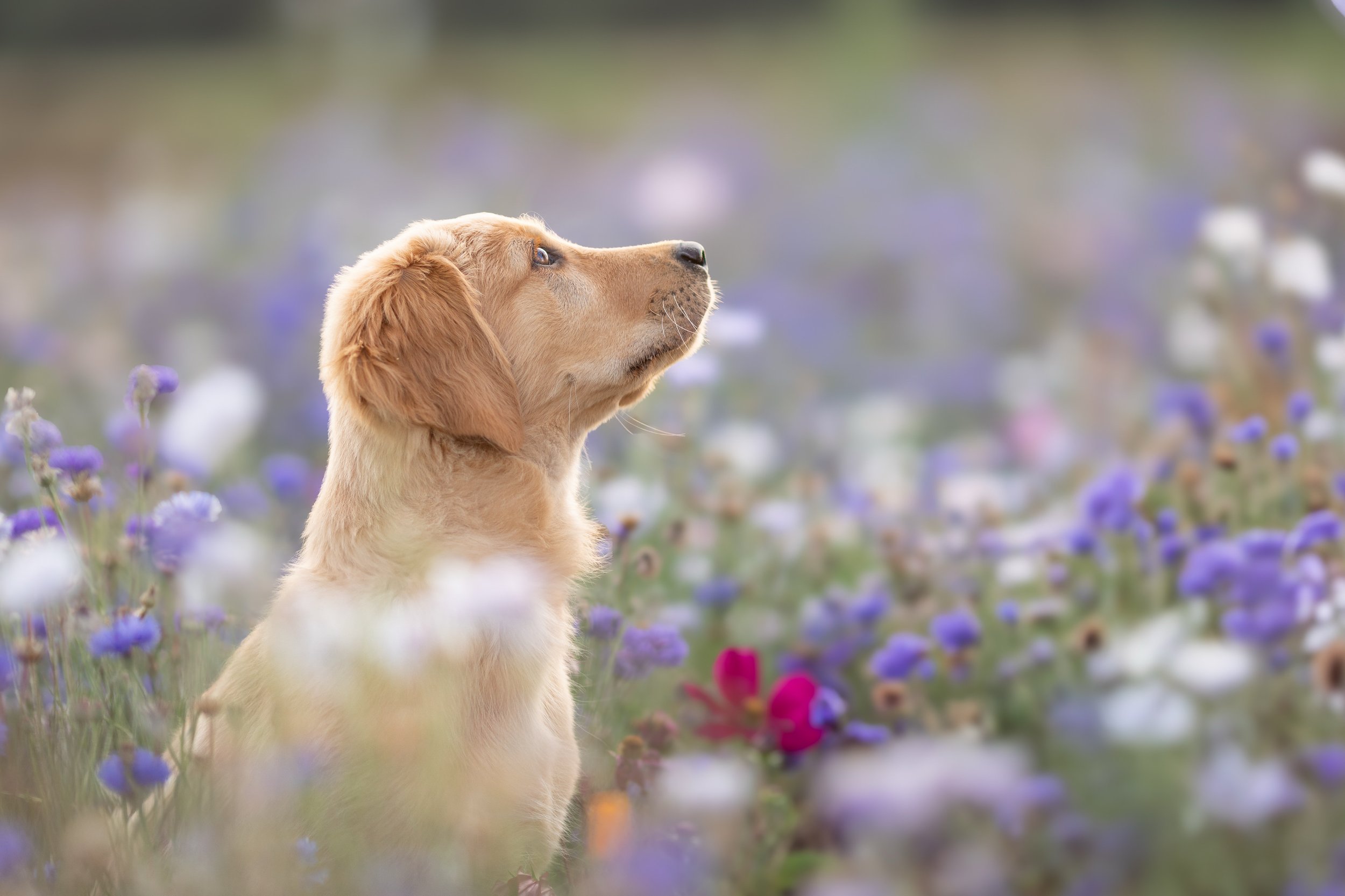 Golden Retriever Welpe in einem Blumenfeld bei Sonnenuntergang während eines Hundefotoshootings im Kreis Heinsberg.
