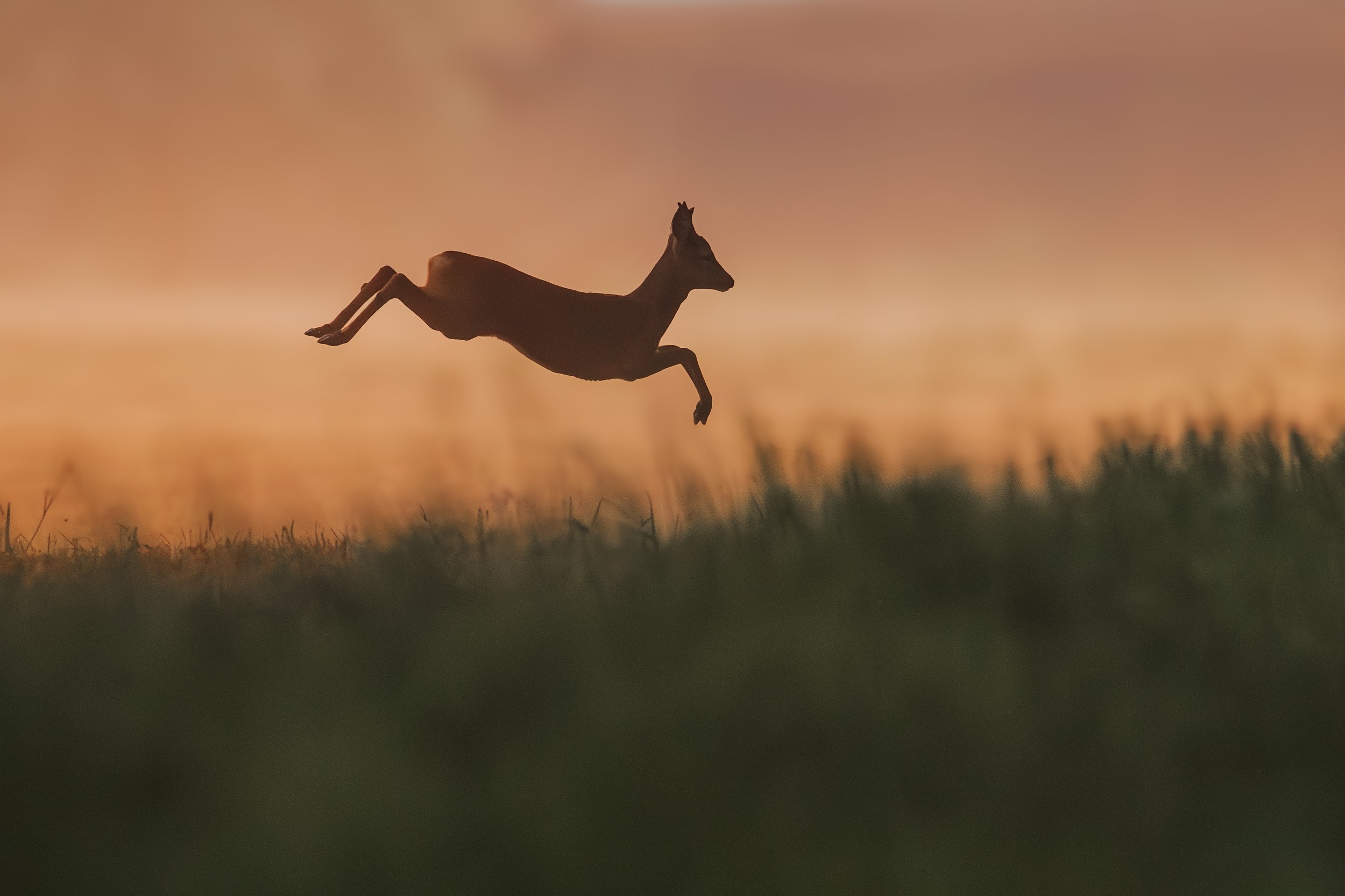 Ein Reh springt bei Sonnenuntergang durch ein hohes Gras
