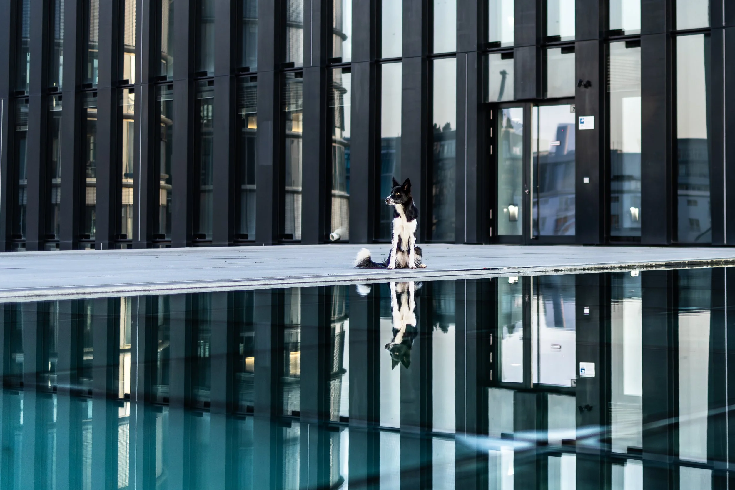 Ein schwarzer und weißer Hund sitzt vor einer modernen, gläsernen Gebäude-Fassade mit reflektierenden Fenstern, die die Umgebung widerspiegeln.