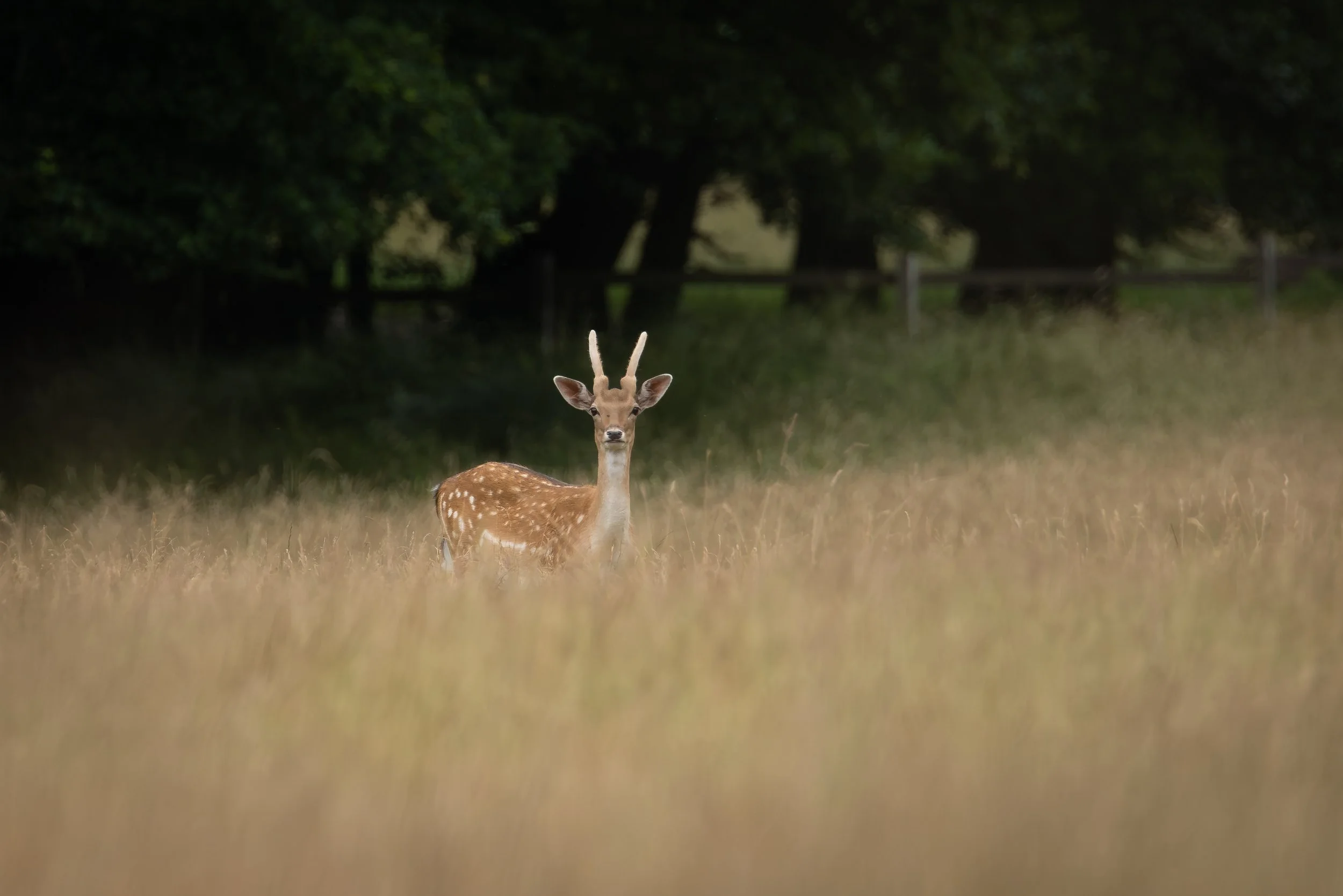 Junger Damhirsch