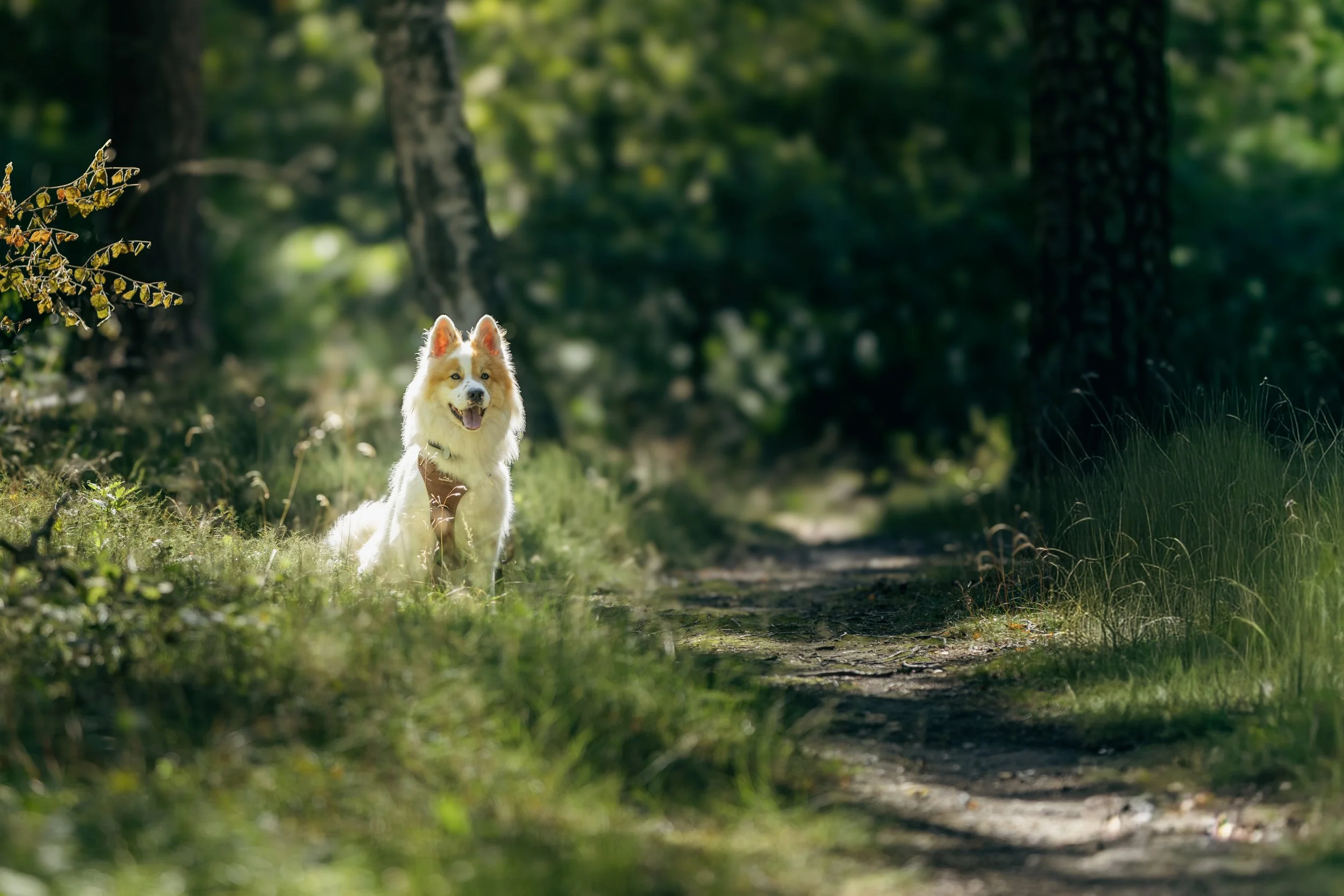Hund im Wald