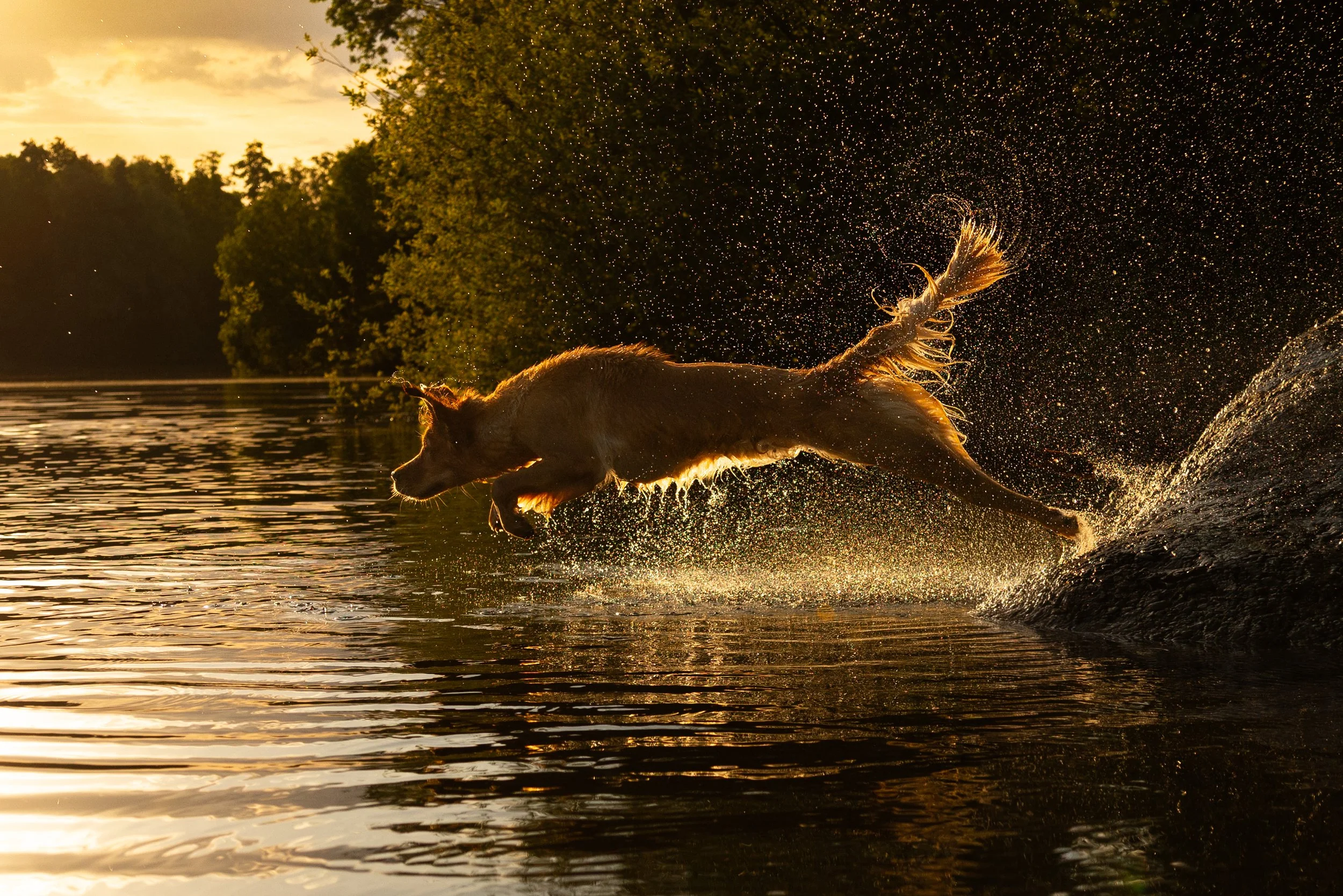 Golden Retriever springt in den See
