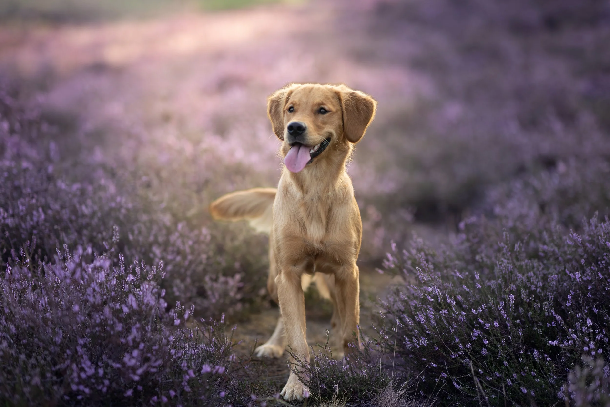 Ein golden Retriever Welpe läuft durch ein Lavendelfeld.