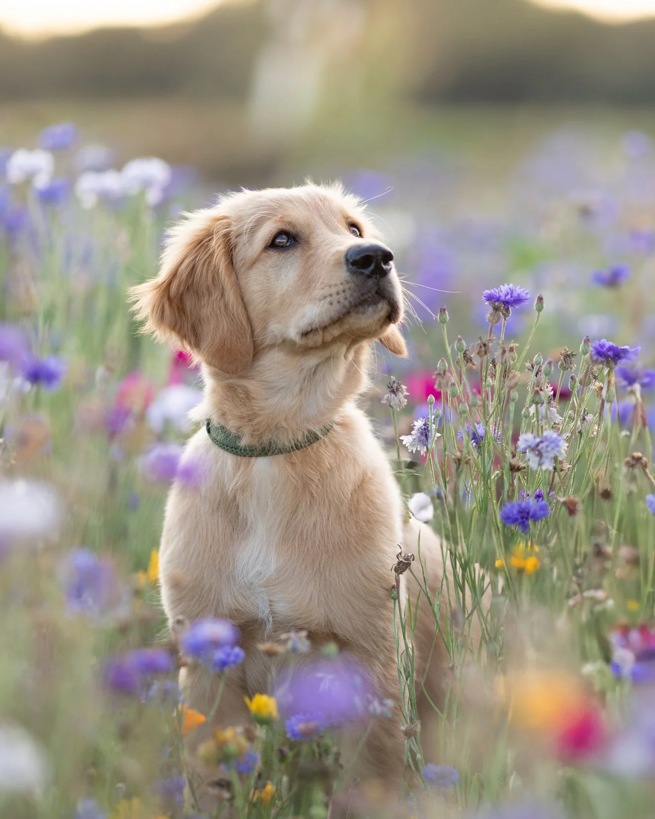 Ein süßer Hundewelpe liegt in einem Blumenfeld mit bunten Blumen, Blick in die Ferne, im Hintergrund unscharfer Himmel.