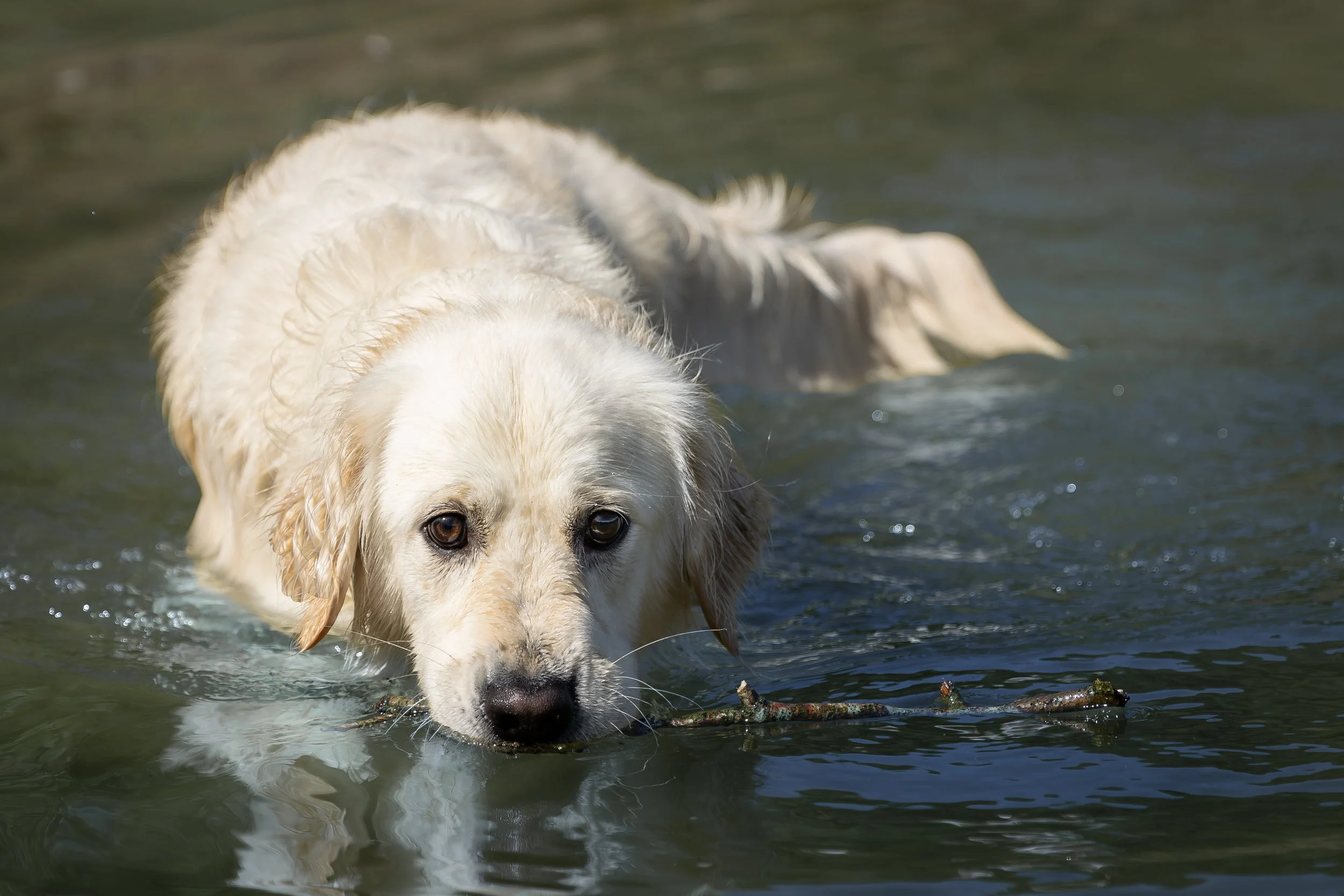 Golden Retriever im See