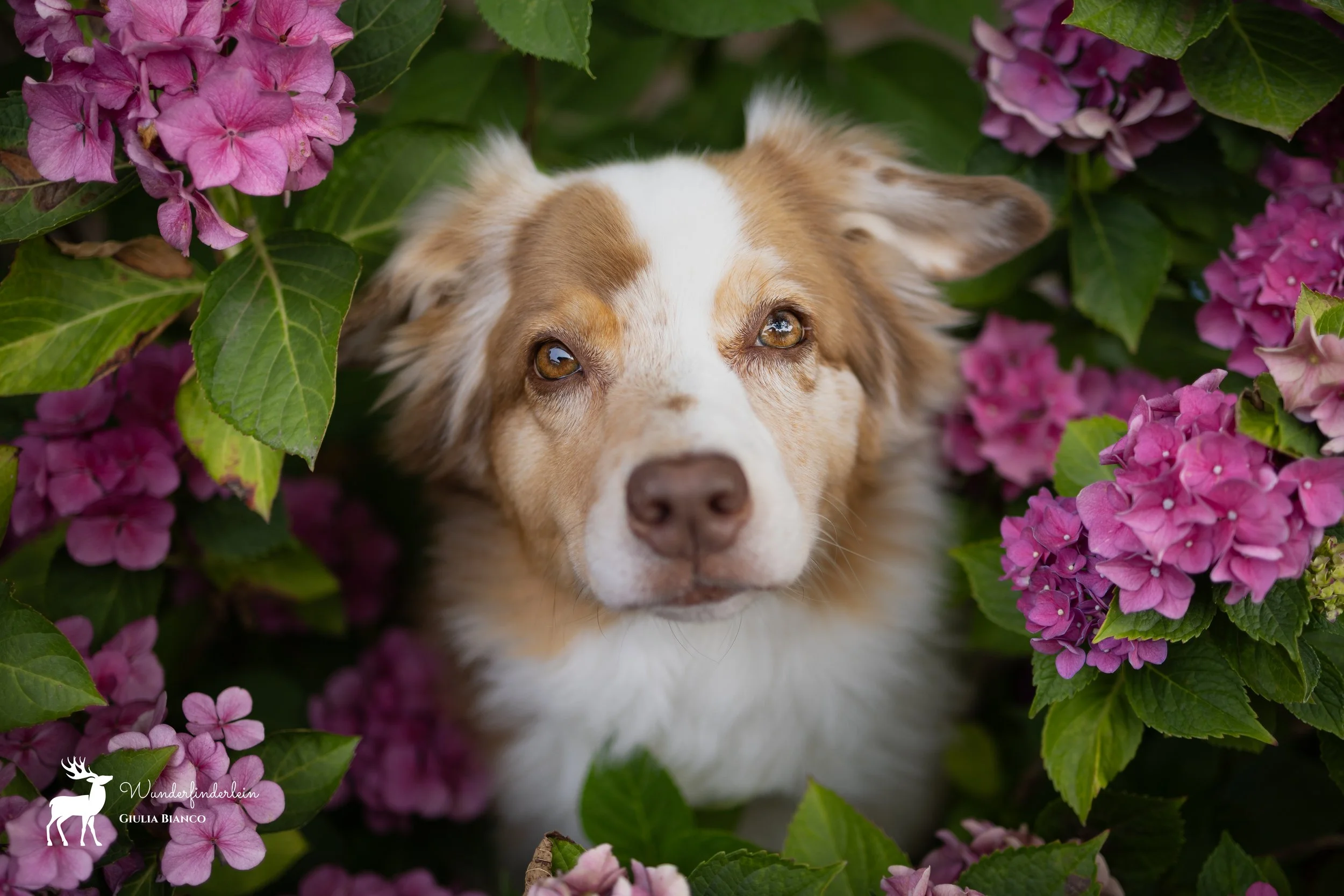 Ein Hund mit braunen und weißen Fell liegt zwischen pinken Hortensienblumen und grünen Blättern.