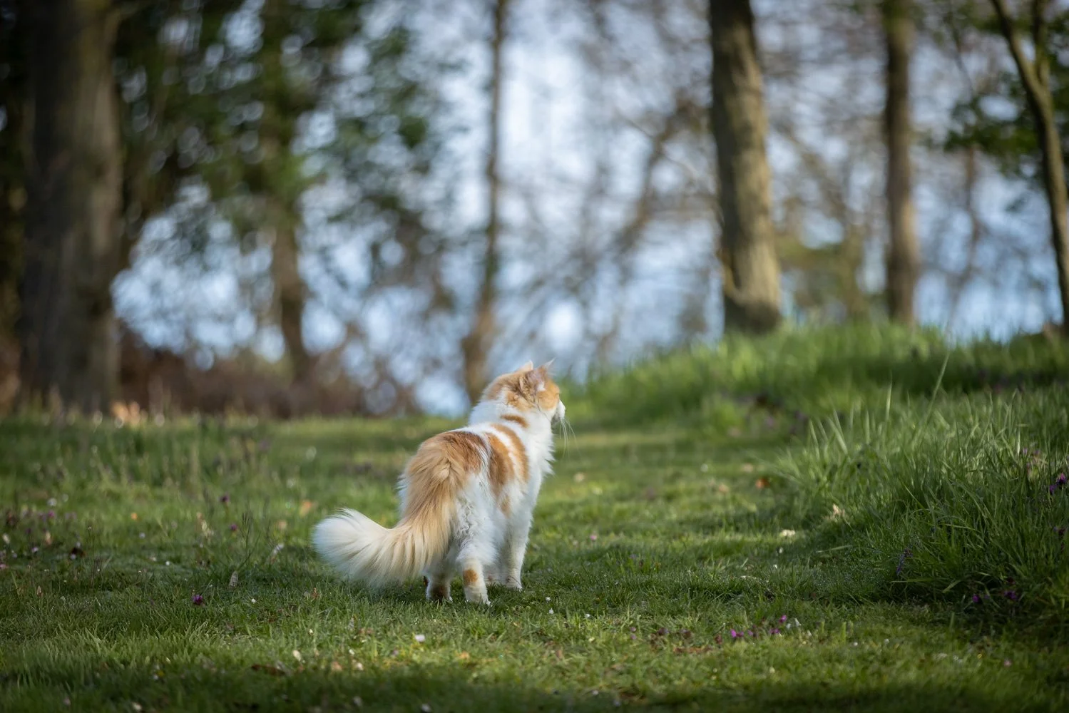 Ein weiß-orangefarbener Katze sitzt im Grünen, blickt in die Ferne, umgeben von Bäumen bei Tageslicht.