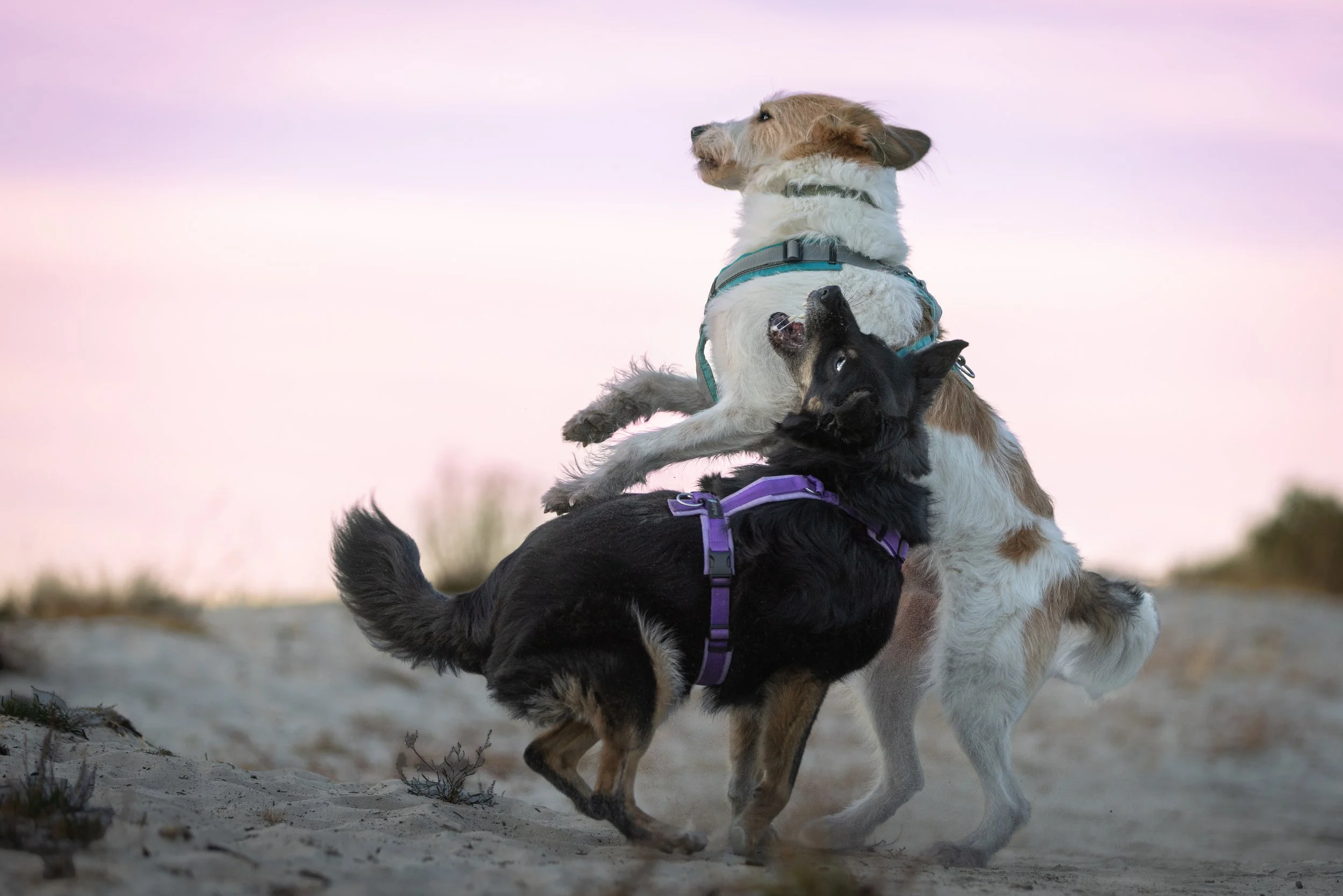 Spielende Hunde im Sand
