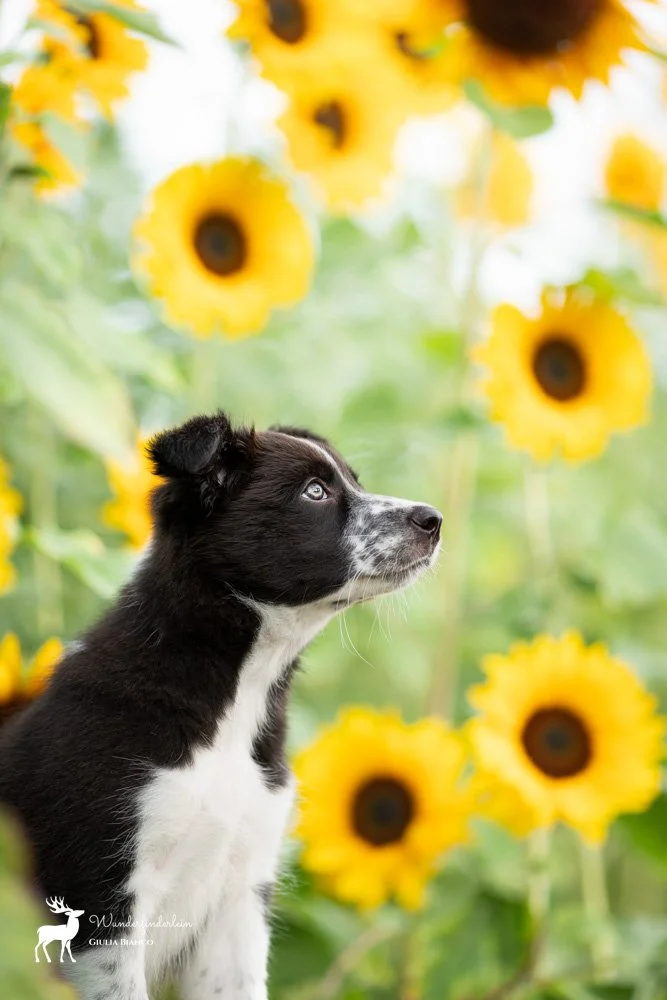 Ein Welpe mit schwarz-weiendem Fell sitzt vor Sonnenblumen im Freien, blickt nach rechts.