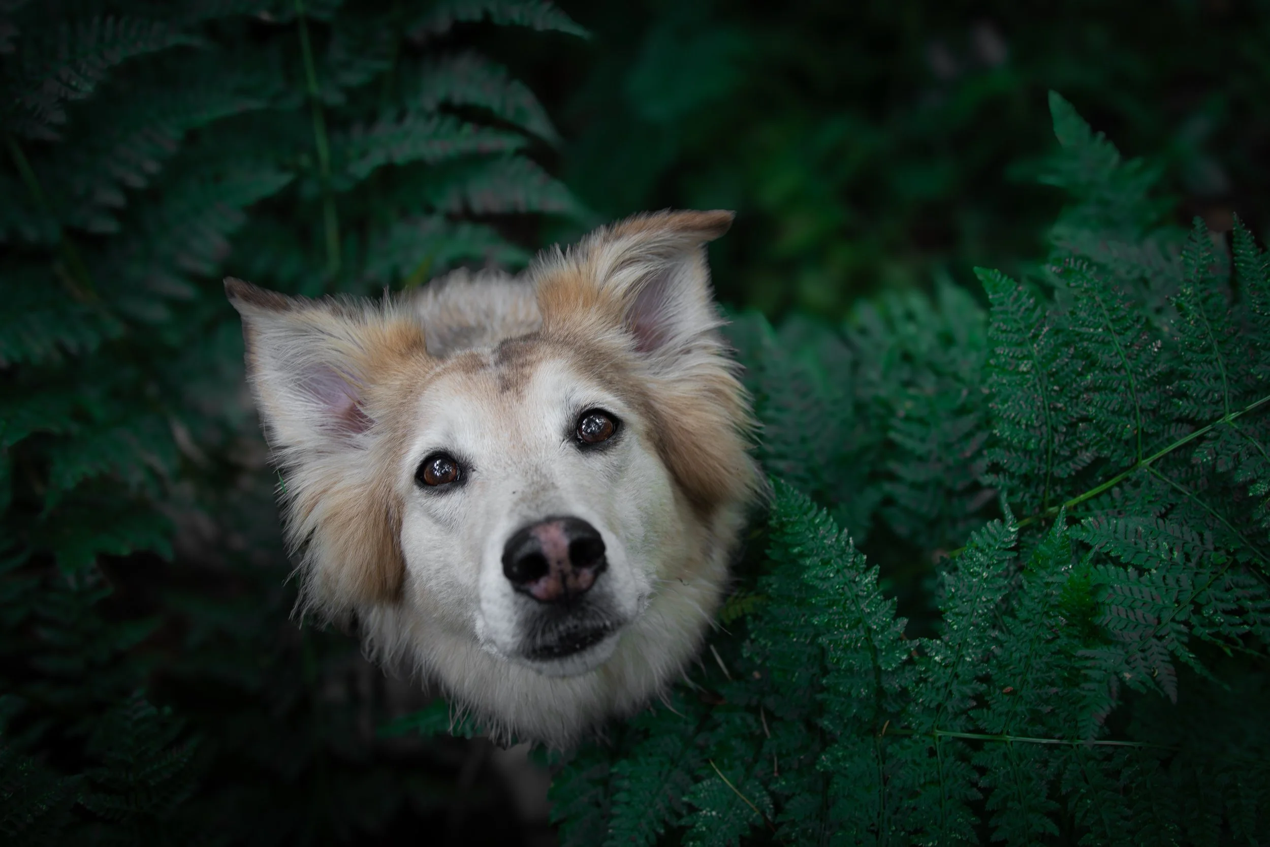 Ein Hund mit hellem Fell liegt in dichtem, grünem Blattwerk und schaut direkt in die Kamera.