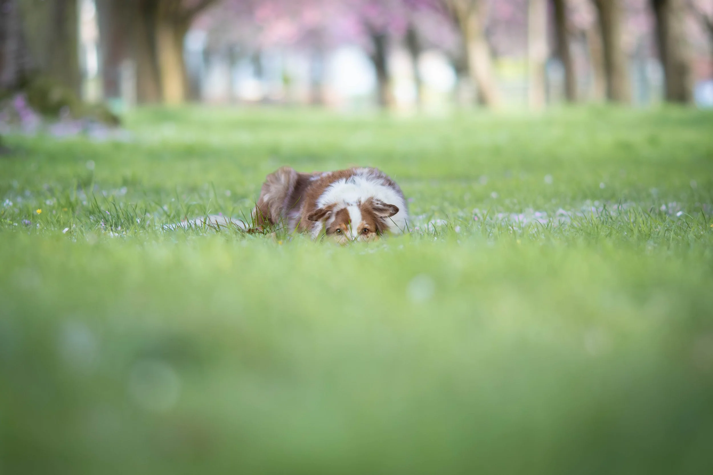 Ein Hund liegt auf der Wiese in einem Park, umgeben von Bäumen und Blumen, mit einem unscharfen Hintergrund.