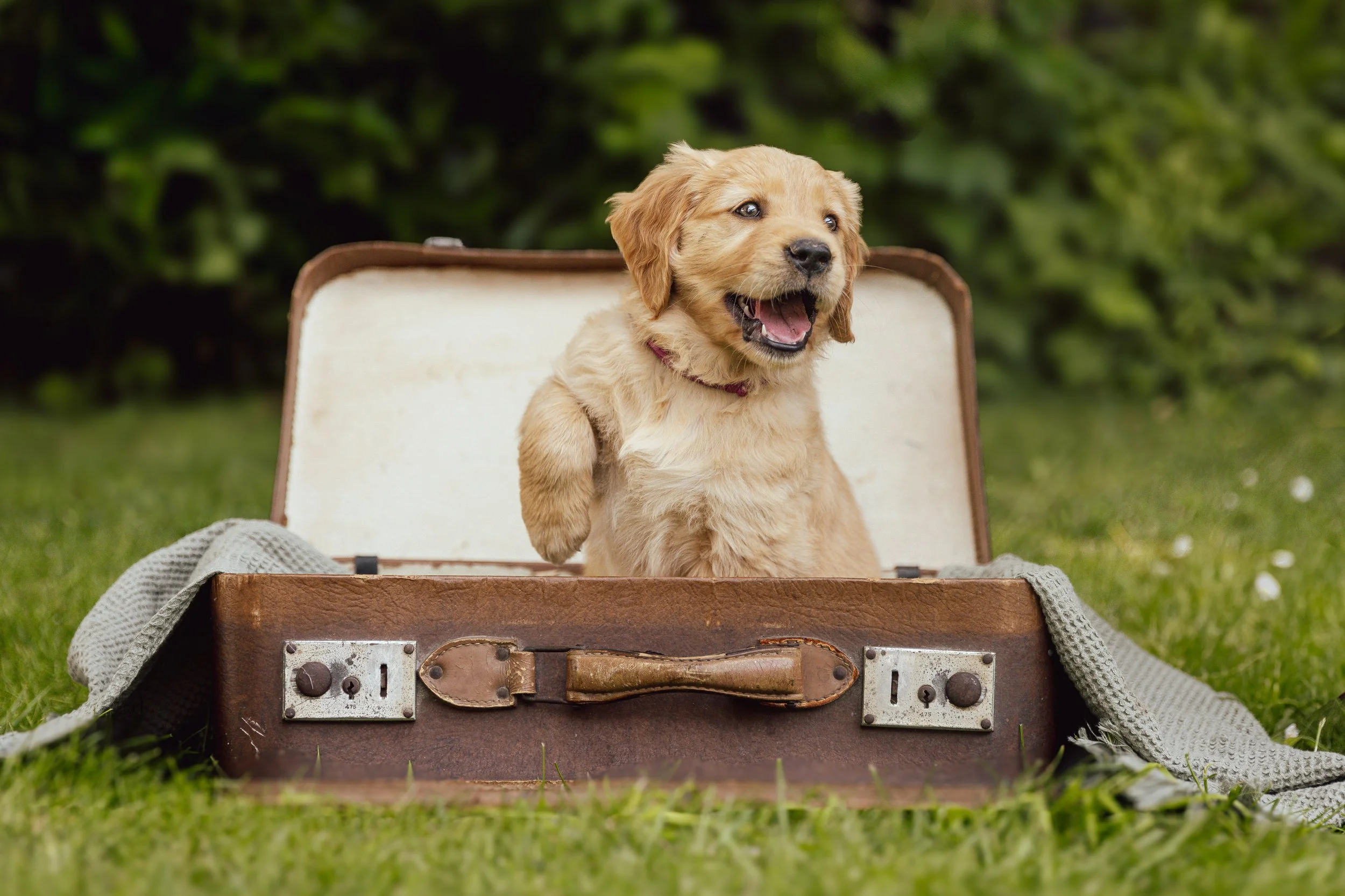 Lustiger Golden Retriever Welpe sitzend in einer alten braunen Kiste im Freien auf Gras mit grünen Büschen im Hintergrund, das Hund zeigt ein fröhliches Gesicht.