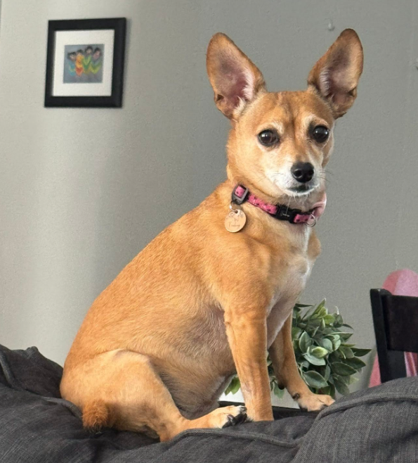 Turkey, a small tan chihuahua with big ears and a pink collar