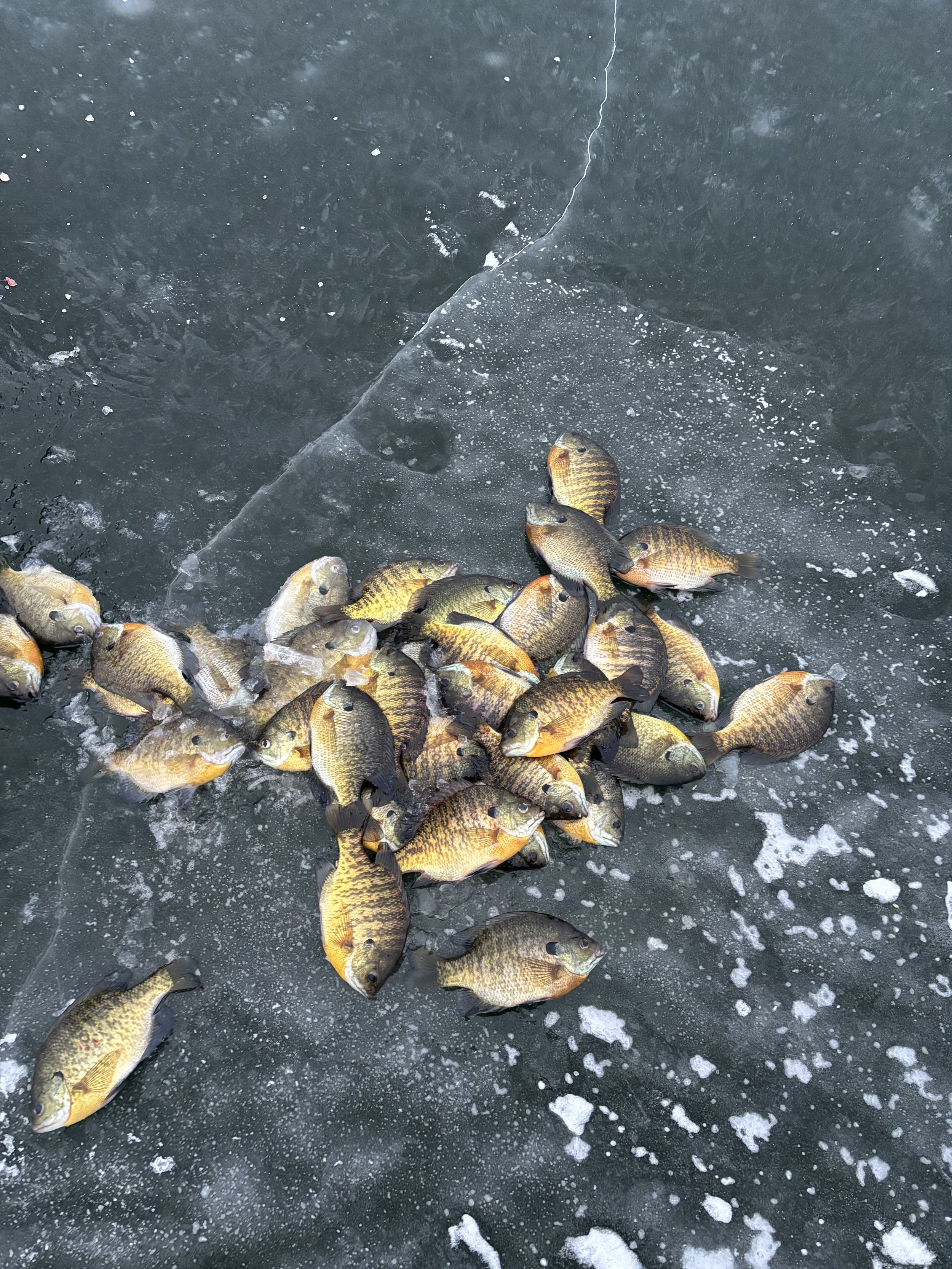 Panfishing