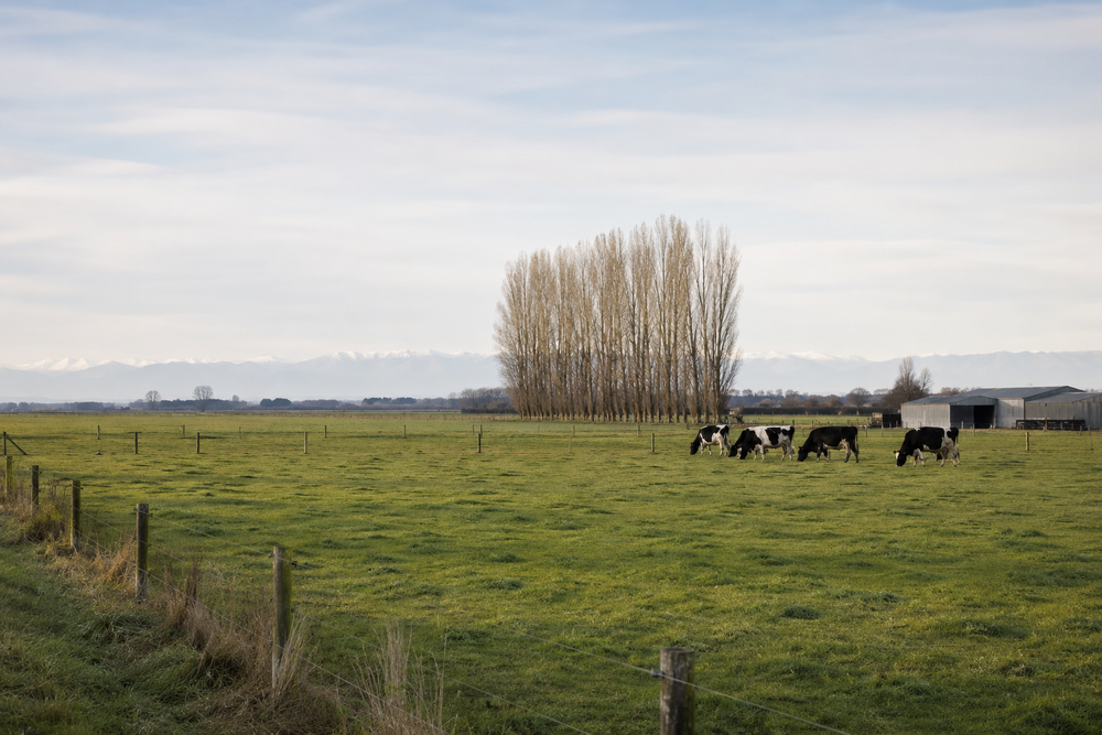 Representative Canterbury dairy farmland reflecting Silverstream's rural beginnings