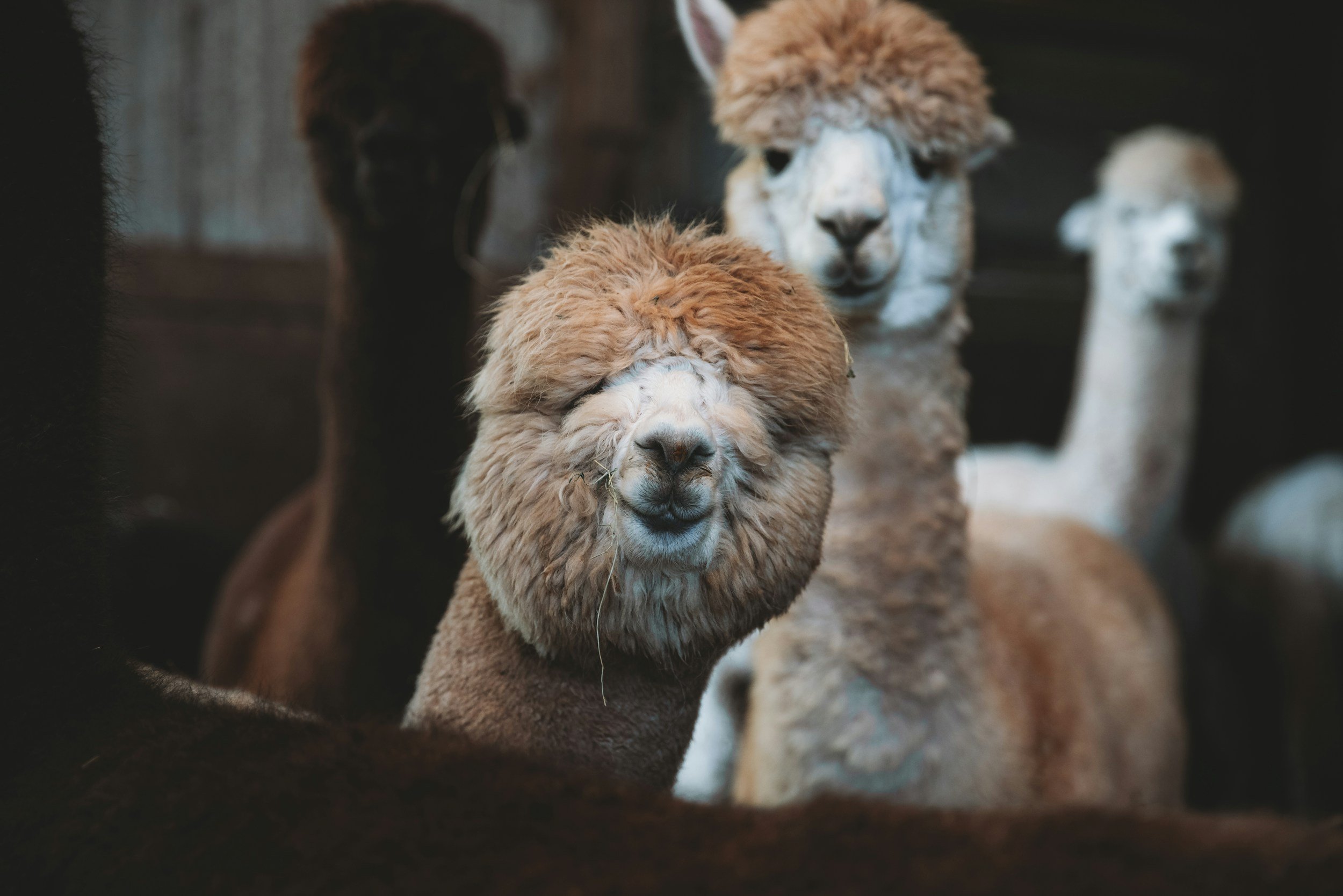 Group of alpacas with one in the center having fluffy light brown fur and closed eyes, surrounded by others with darker and white fur, in a barn or enclosure.