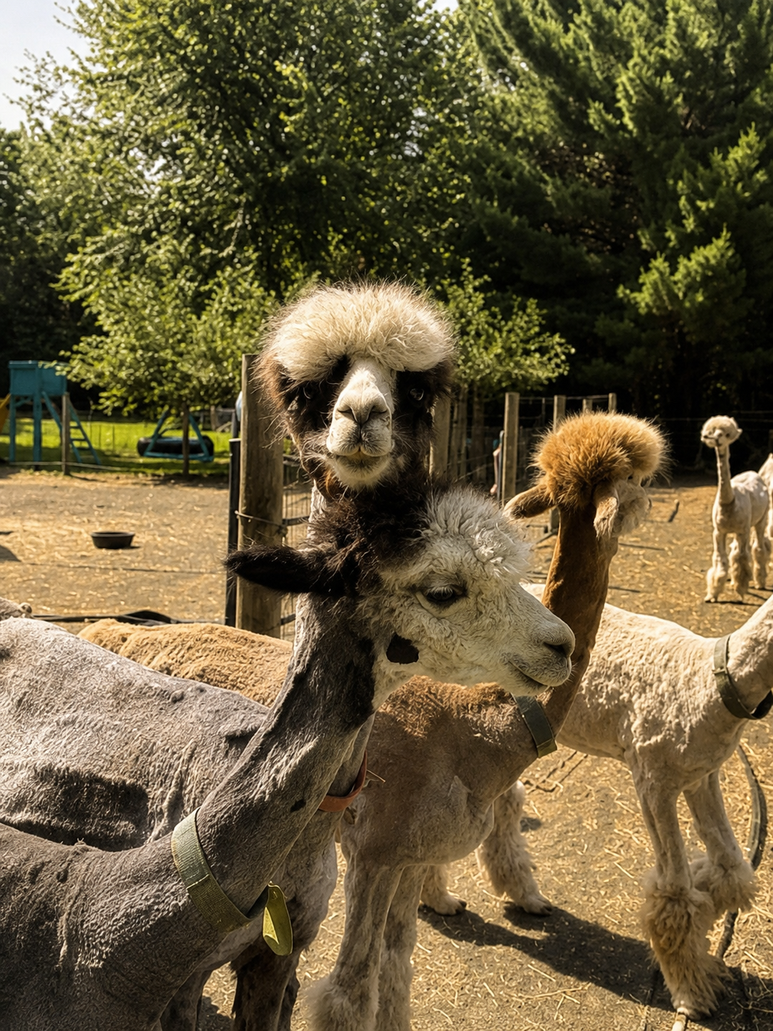 Close-up of two llamas, one with a fluffy cream-colored head on the other with a black and white face, in a fenced outdoor area with trees and other llamas in the background.