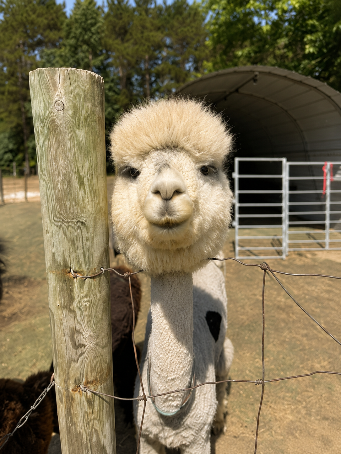 Close-up of a llama with a fluffy cream-colored face and black eyes, standing behind a wire fence on a sunny day, with trees and a shelter in the background.
