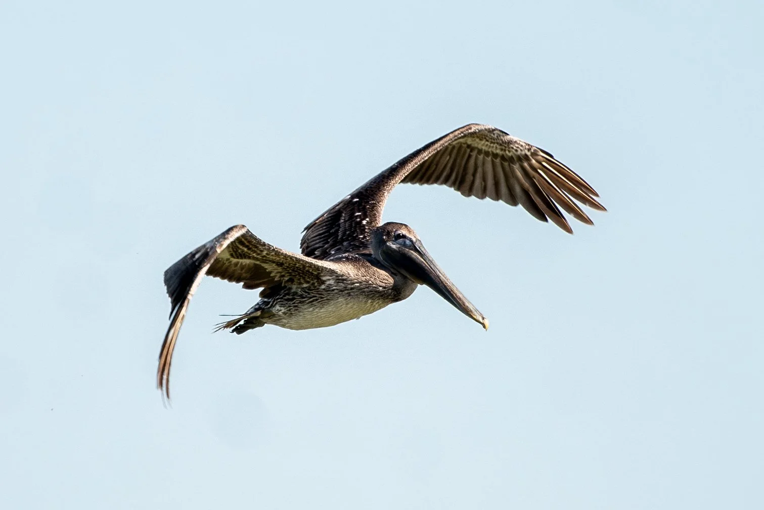 Pelican flying against a clear blue sky with wings spread wide.