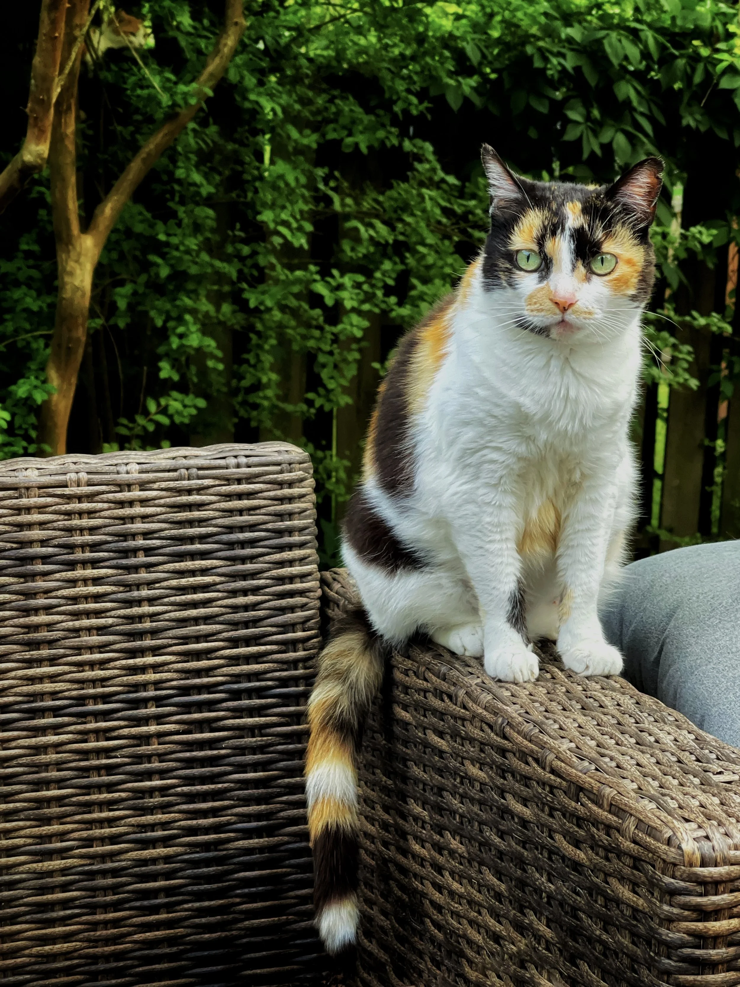 A calico cat with black, orange, and white fur sitting on a wicker outdoor chair in a garden with green foliage.