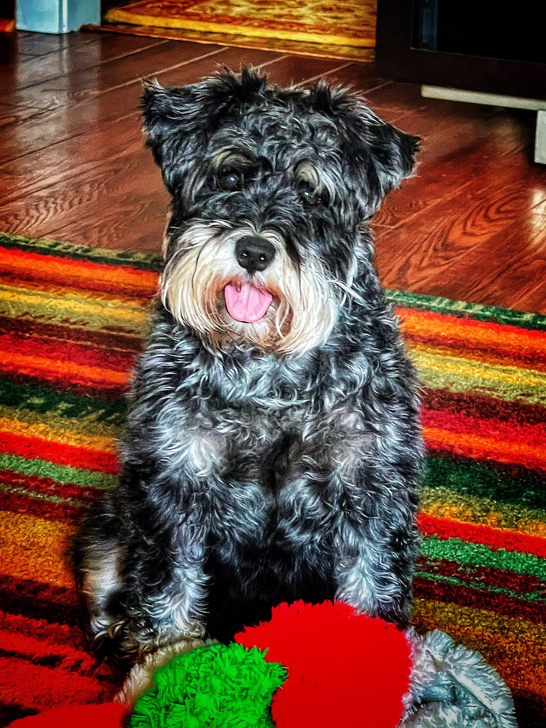 A black and white fluffy dog with its tongue out, sitting on a colorful striped rug in front of a hardwood floor and a door. There are two fuzzy chew toys, one red and one green, in front of the dog.