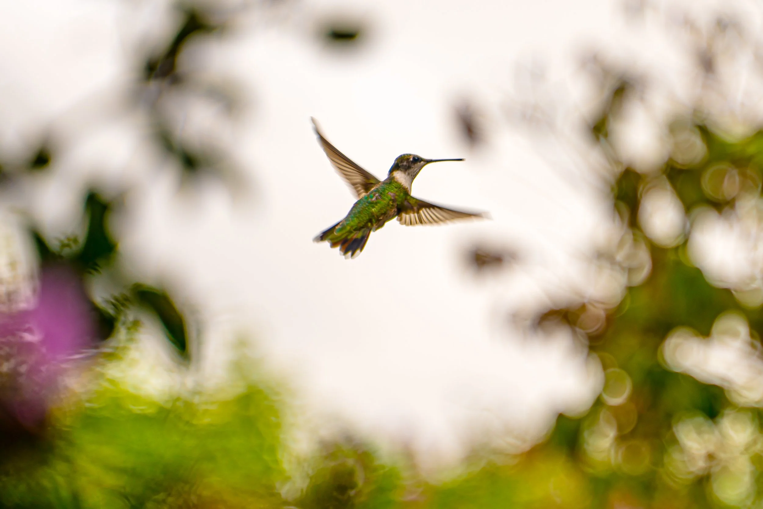 A hummingbird flying among blurred green, white, and purple background flowers.